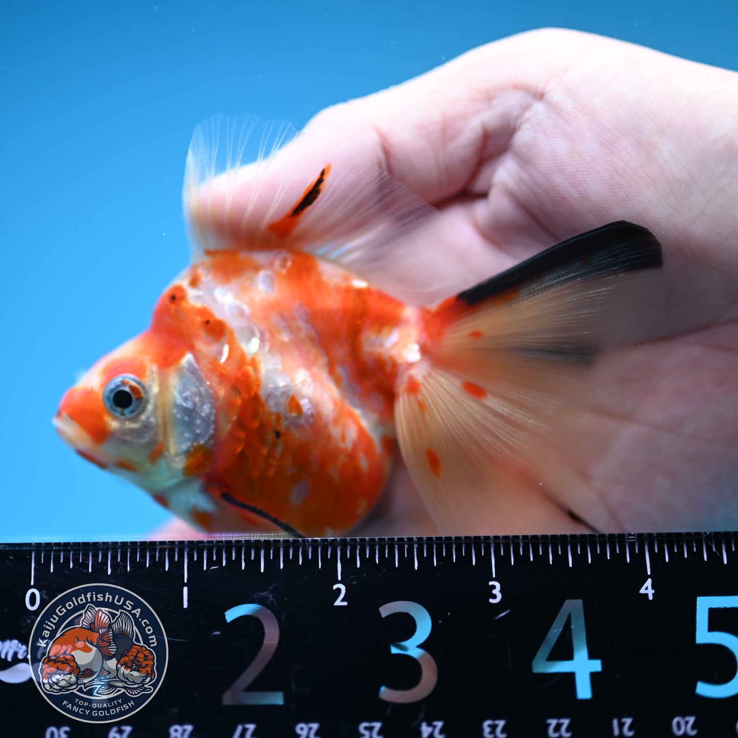 Broad Tail Tricolor Sakura Ryukin 3 inch Body (250822_RY04)