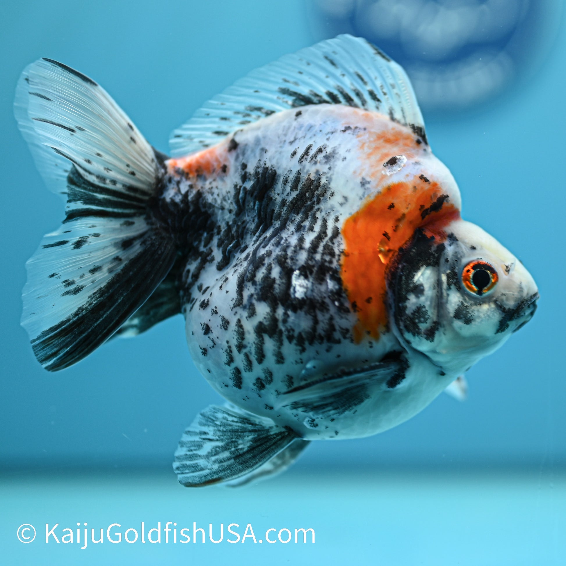 Jumbo Calico Ryukin 5.5-6 inches (240329_RY04) - Kaiju Goldfish USA