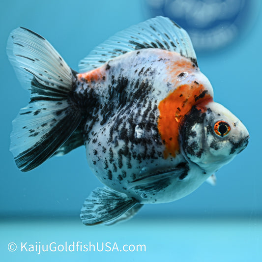 Jumbo Calico Ryukin 5.5-6 inches (240329_RY04) - Kaiju Goldfish USA