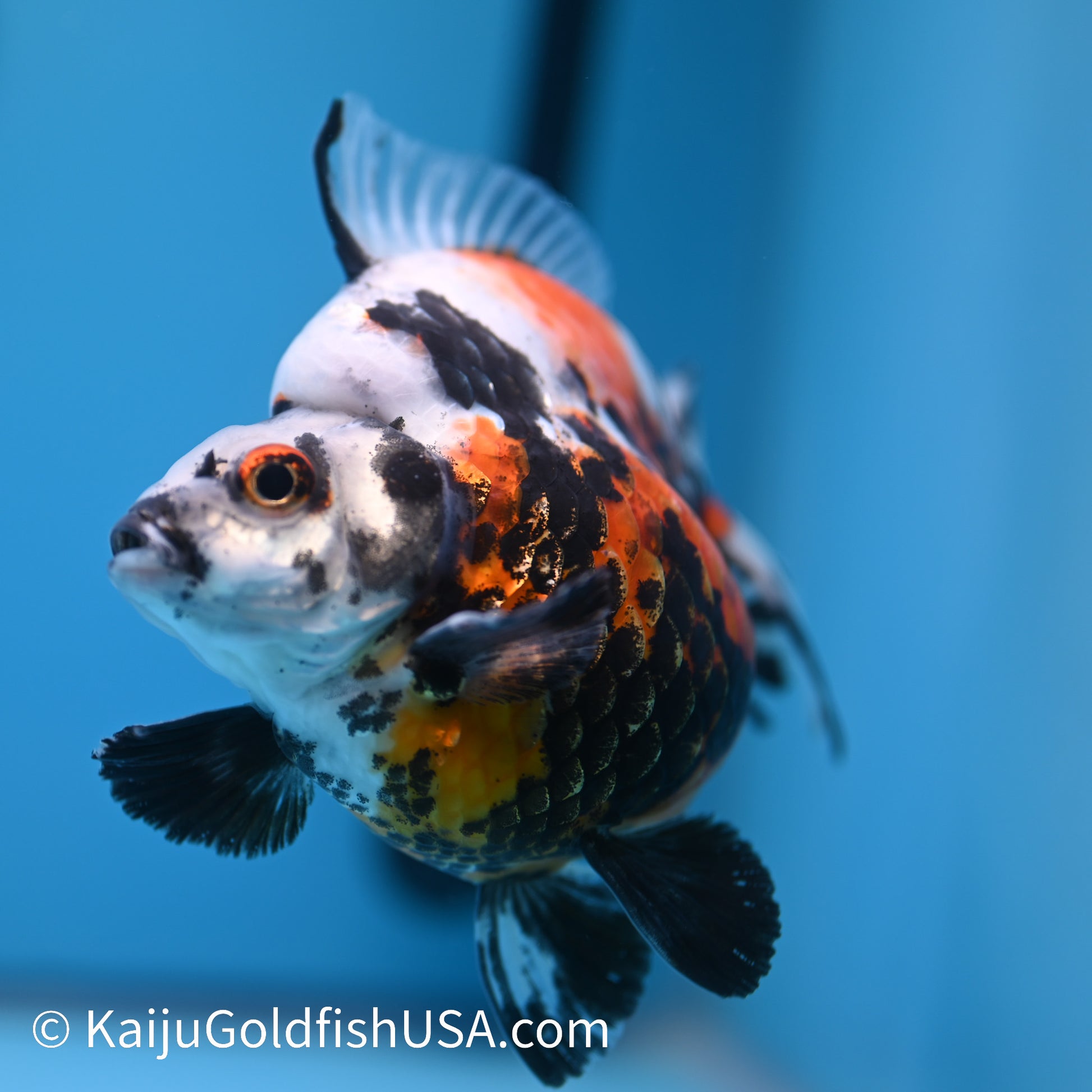 Jumbo Wide Tail Calico Ryukin 5-5.5 inches (240301_RY04) - Kaiju Goldfish USA