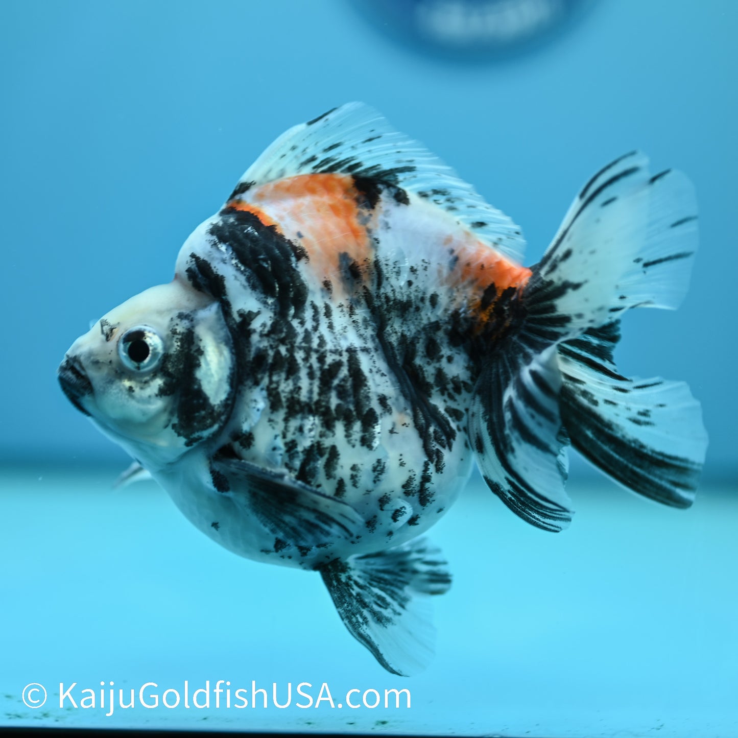 Jumbo Calico Ryukin 5.5-6 inches (240329_RY04) - Kaiju Goldfish USA