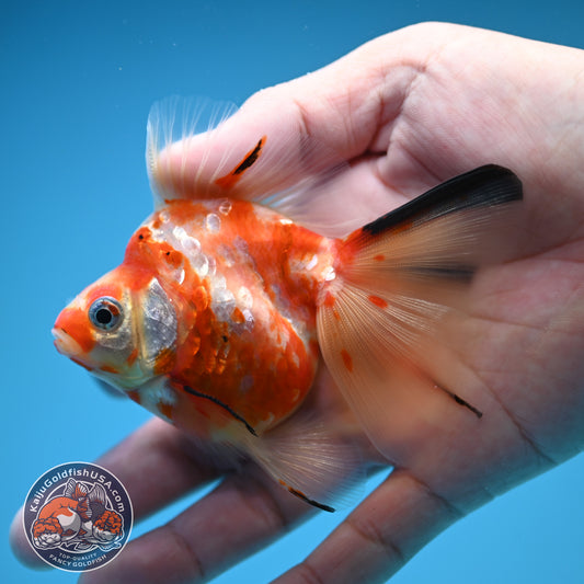 Broad Tail Tricolor Sakura Ryukin 3 inch Body (250822_RY04)