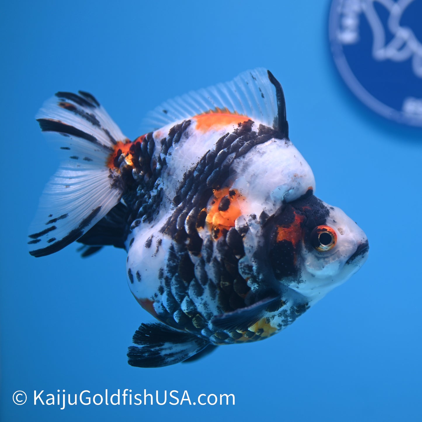 Jumbo Wide Tail Calico Ryukin 5-5.5 inches (240301_RY04) - Kaiju Goldfish USA