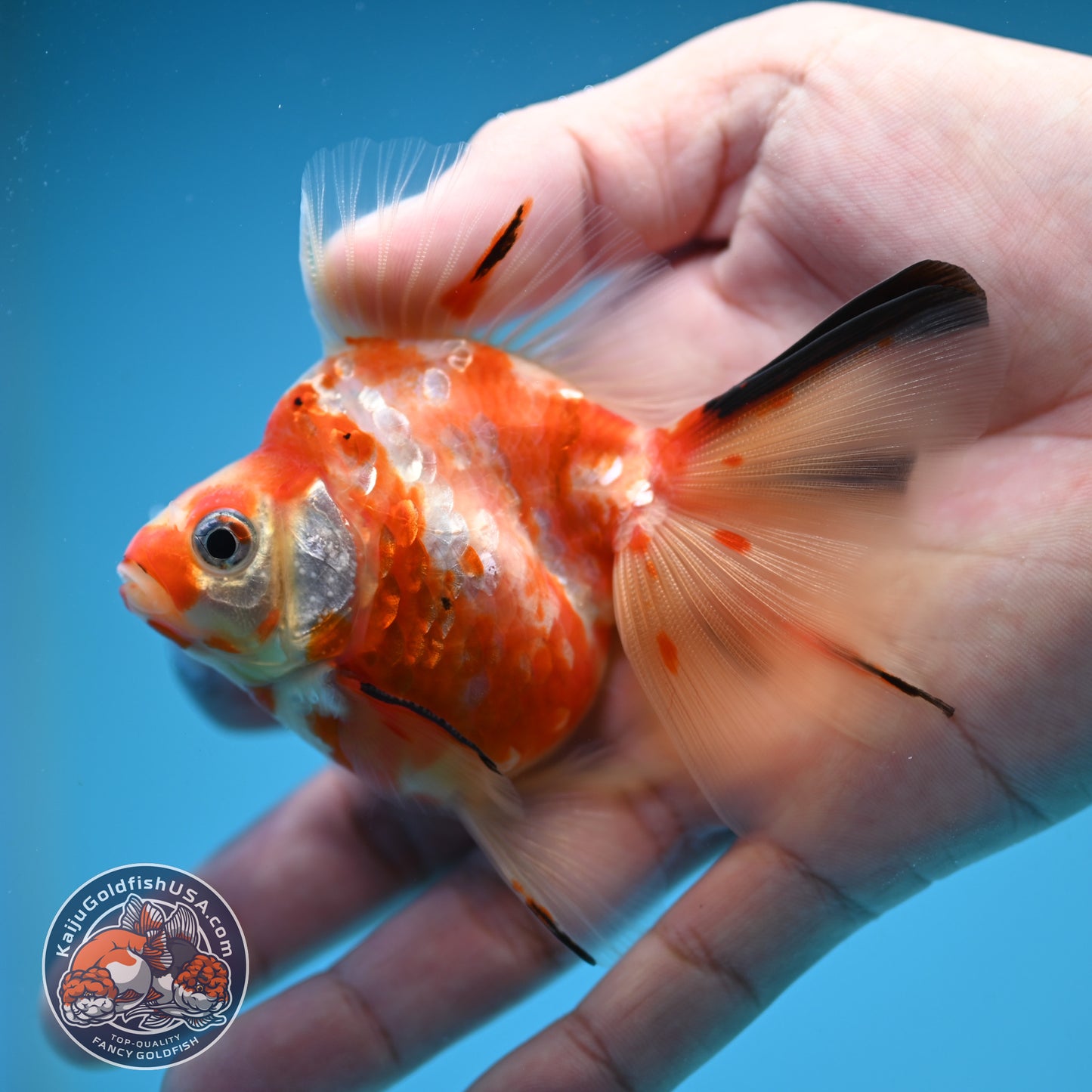 Broad Tail Tricolor Sakura Ryukin 3 inch Body (250822_RY04)