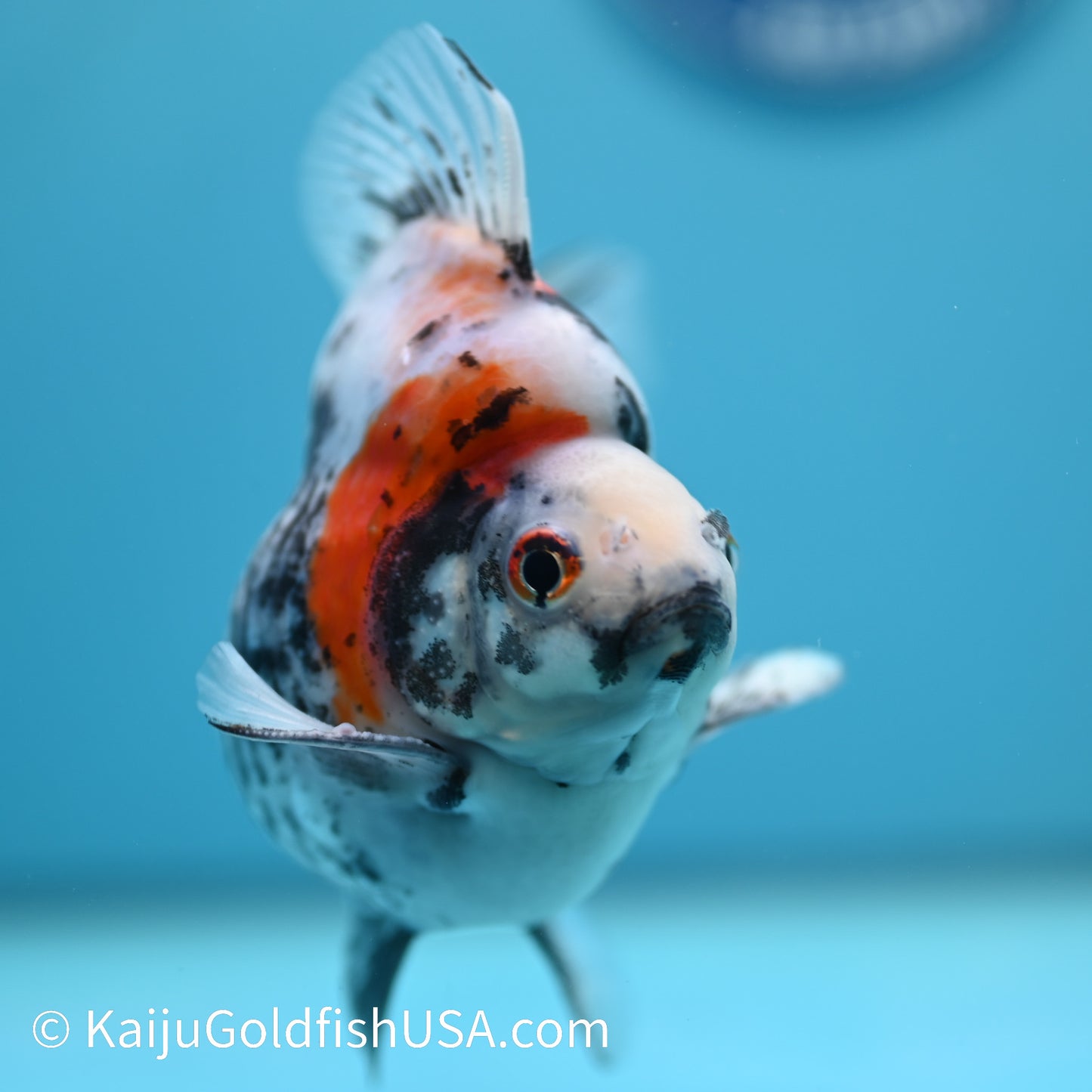 Jumbo Calico Ryukin 5.5-6 inches (240329_RY04) - Kaiju Goldfish USA