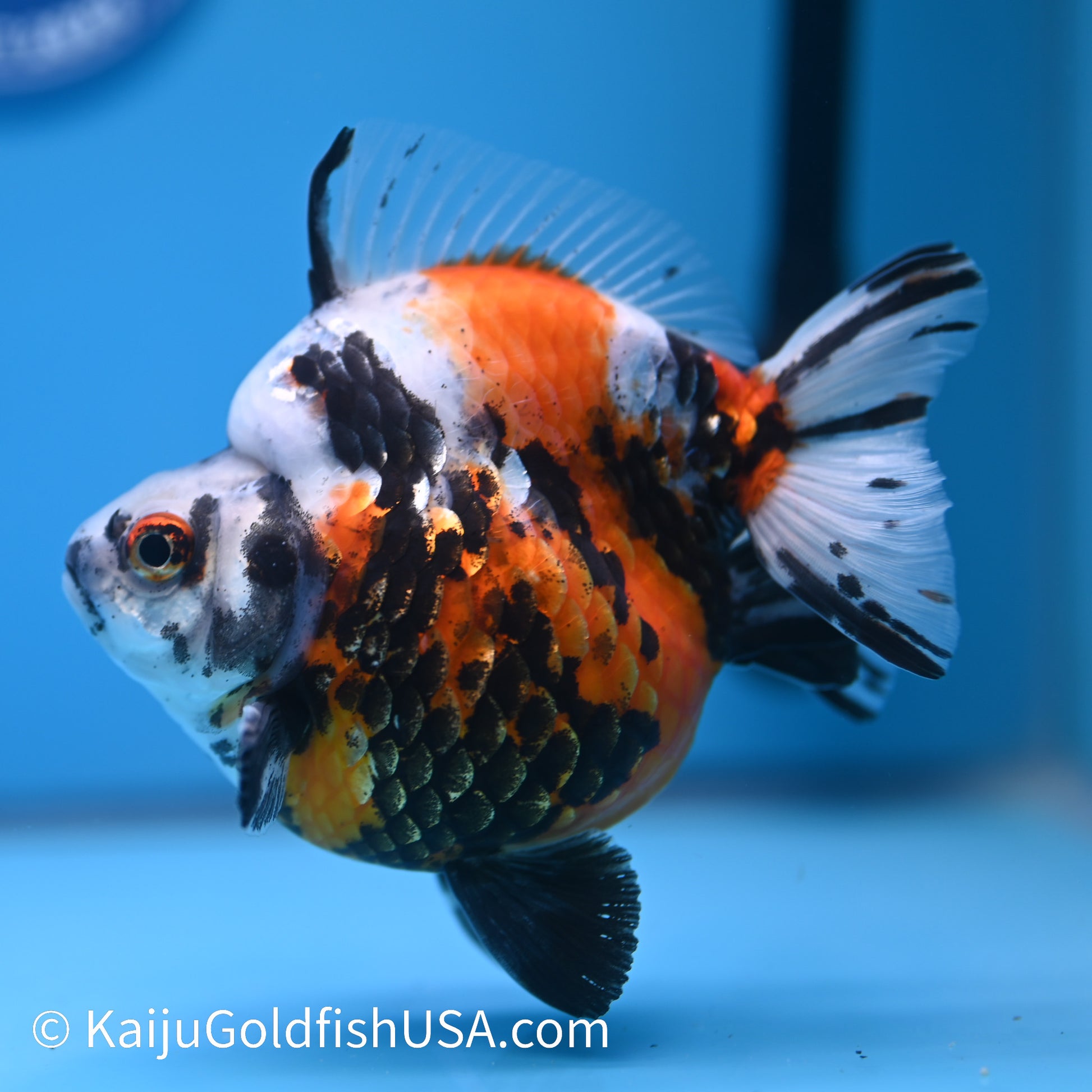 Jumbo Wide Tail Calico Ryukin 5-5.5 inches (240301_RY04) - Kaiju Goldfish USA