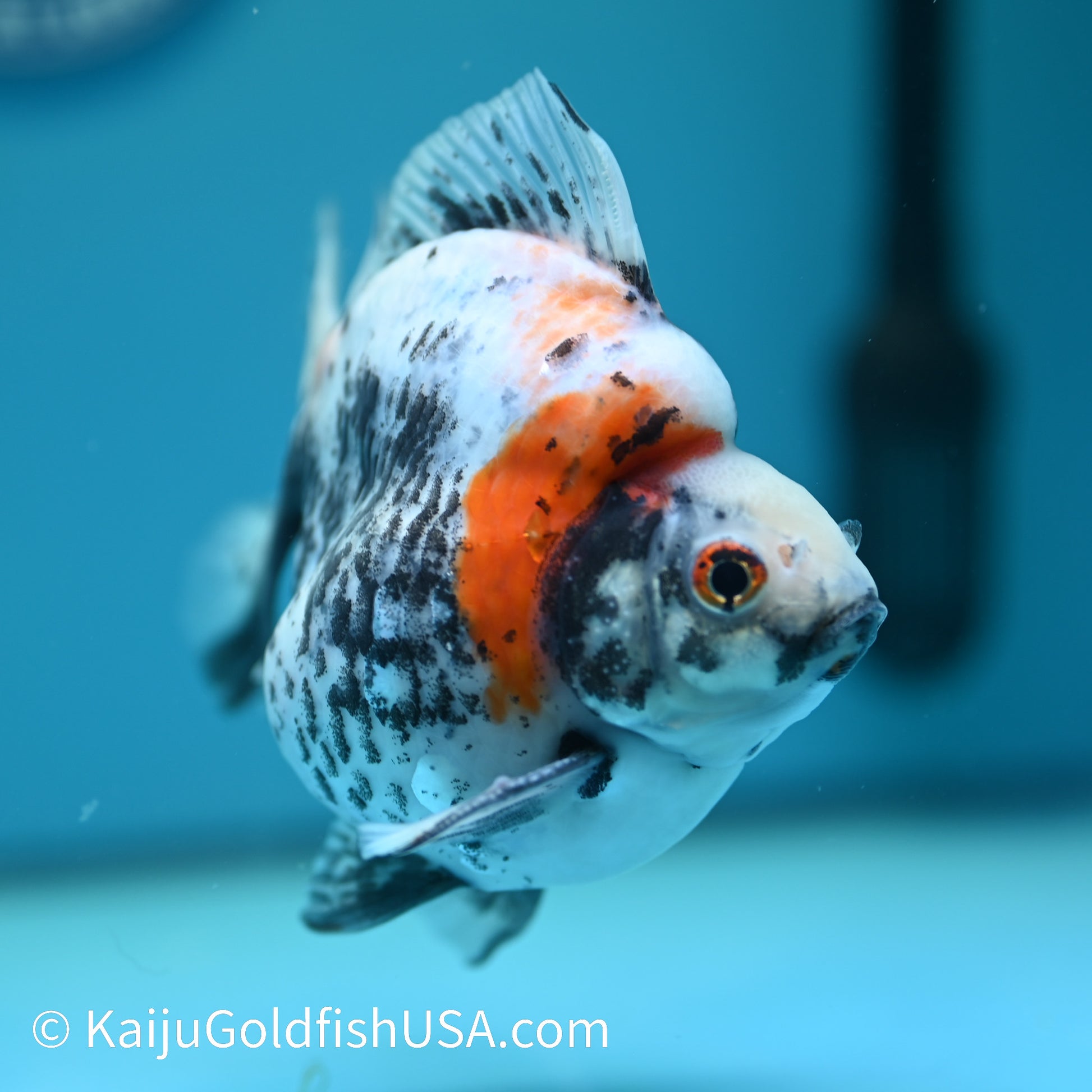 Jumbo Calico Ryukin 5.5-6 inches (240329_RY04) - Kaiju Goldfish USA