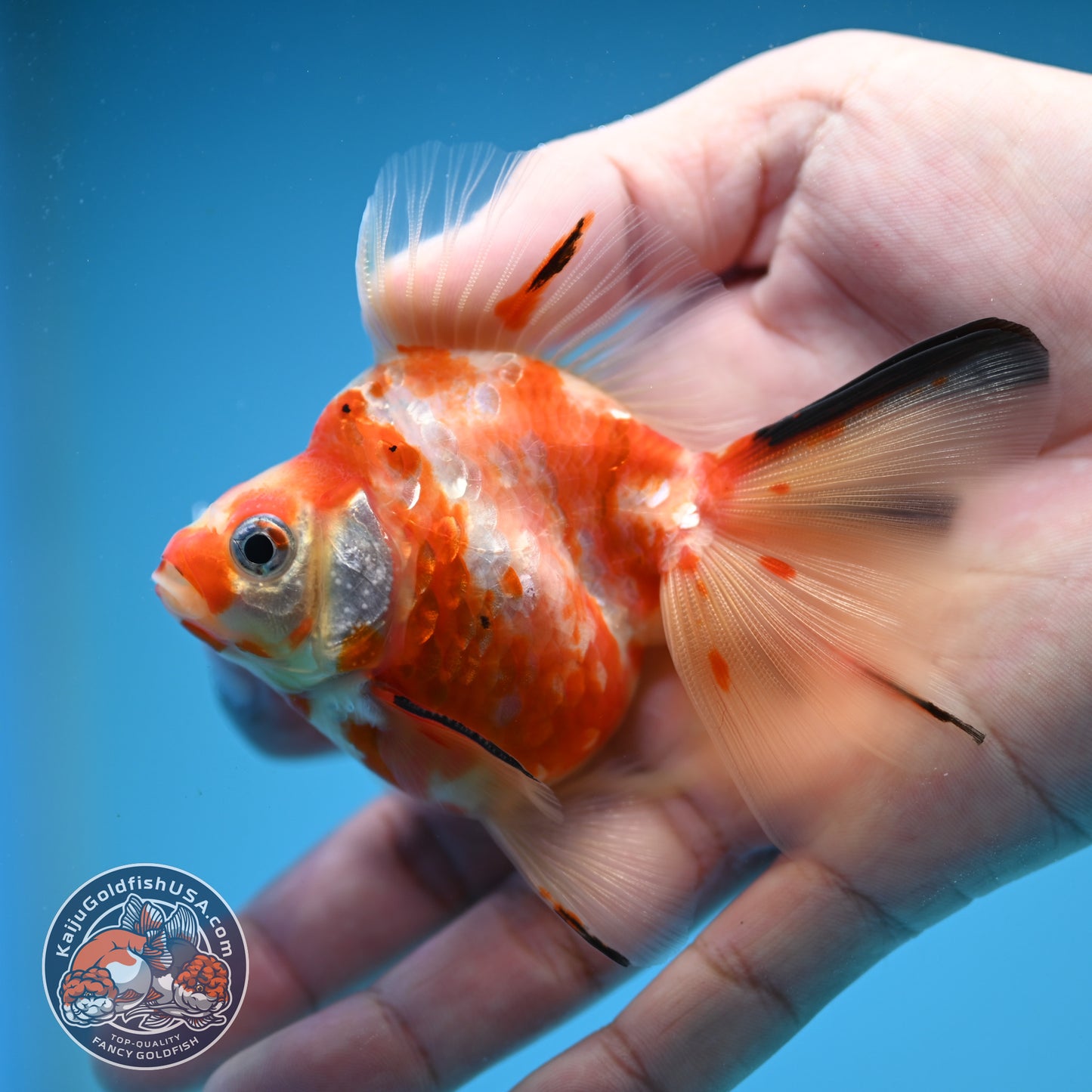 Broad Tail Tricolor Sakura Ryukin 3 inch Body (250822_RY04)