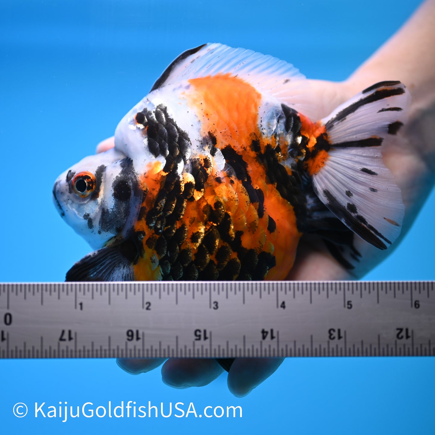 Jumbo Wide Tail Calico Ryukin 5-5.5 inches (240301_RY04) - Kaiju Goldfish USA