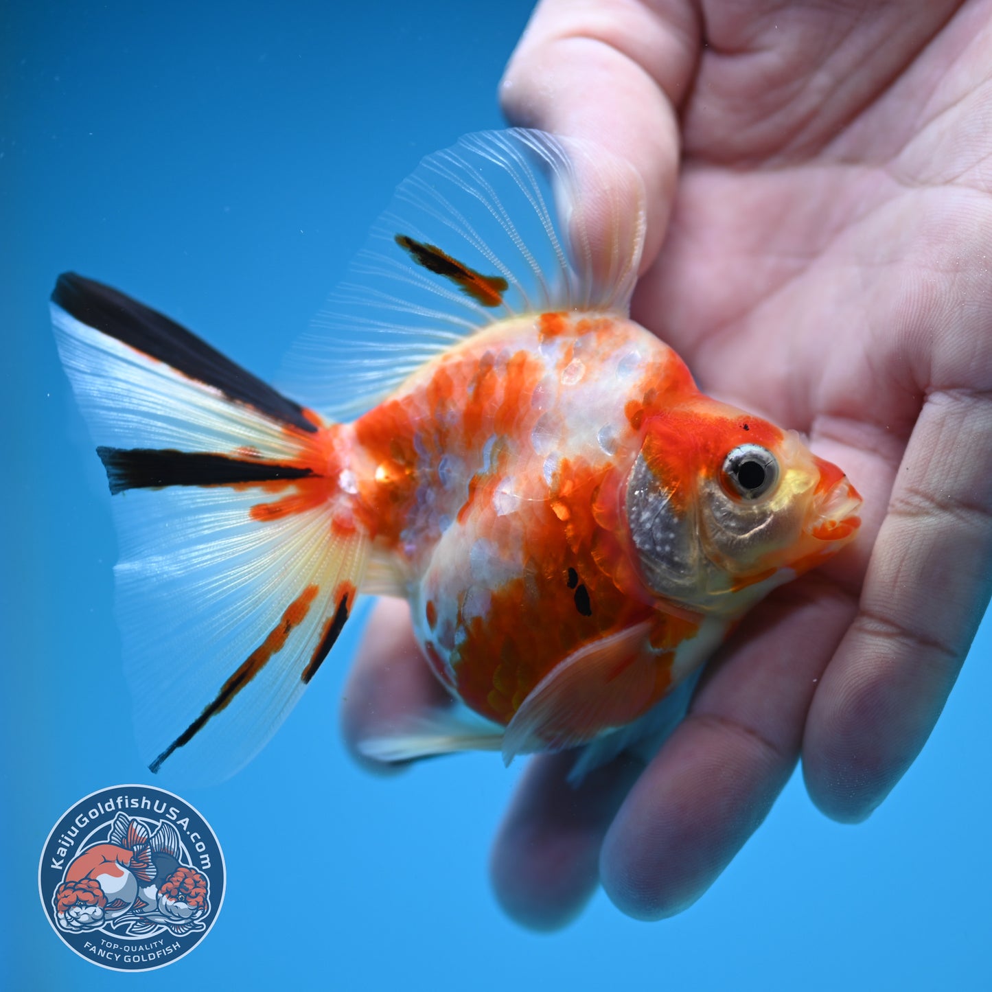 Broad Tail Tricolor Sakura Ryukin 3 inch Body (250822_RY04)