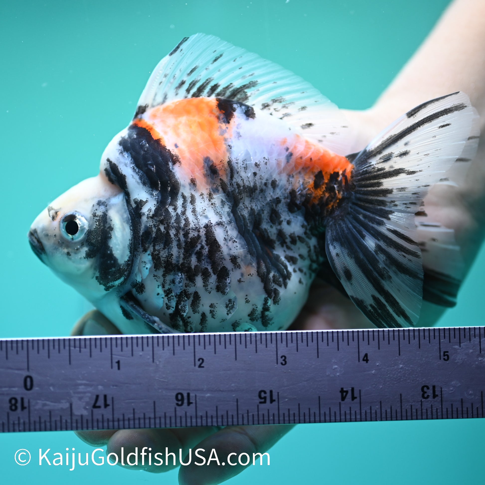 Jumbo Calico Ryukin 5.5-6 inches (240329_RY04) - Kaiju Goldfish USA