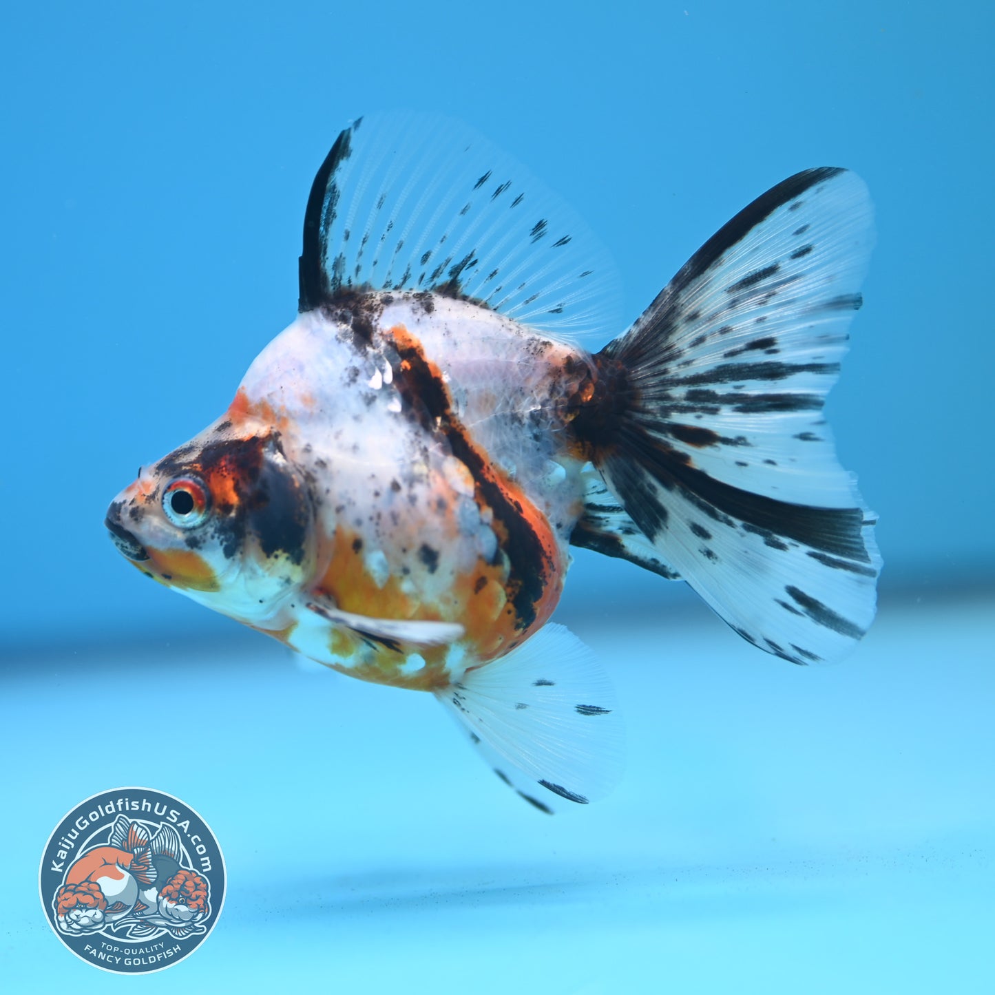 Calico Long Tail Ryukin 3 inches Body (250606_RY05)