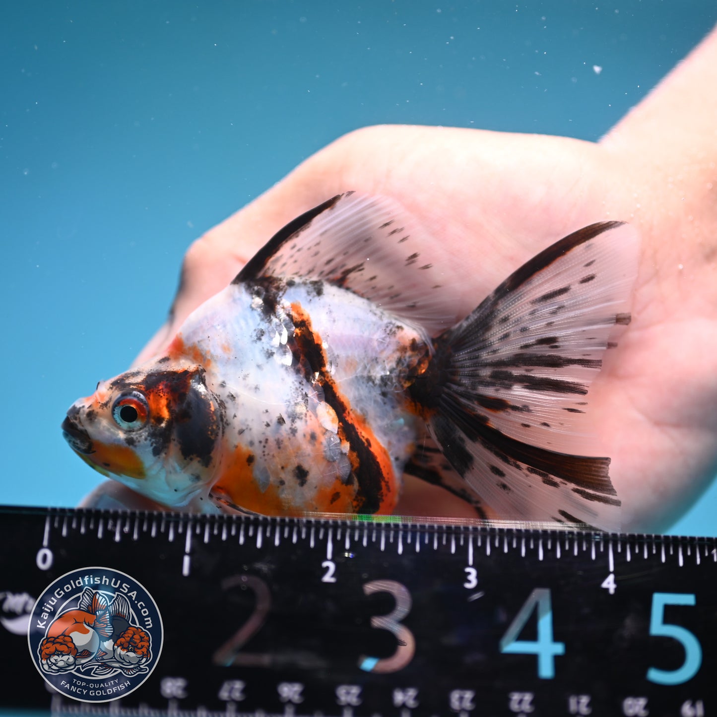 Calico Long Tail Ryukin 3 inches Body (250606_RY05)