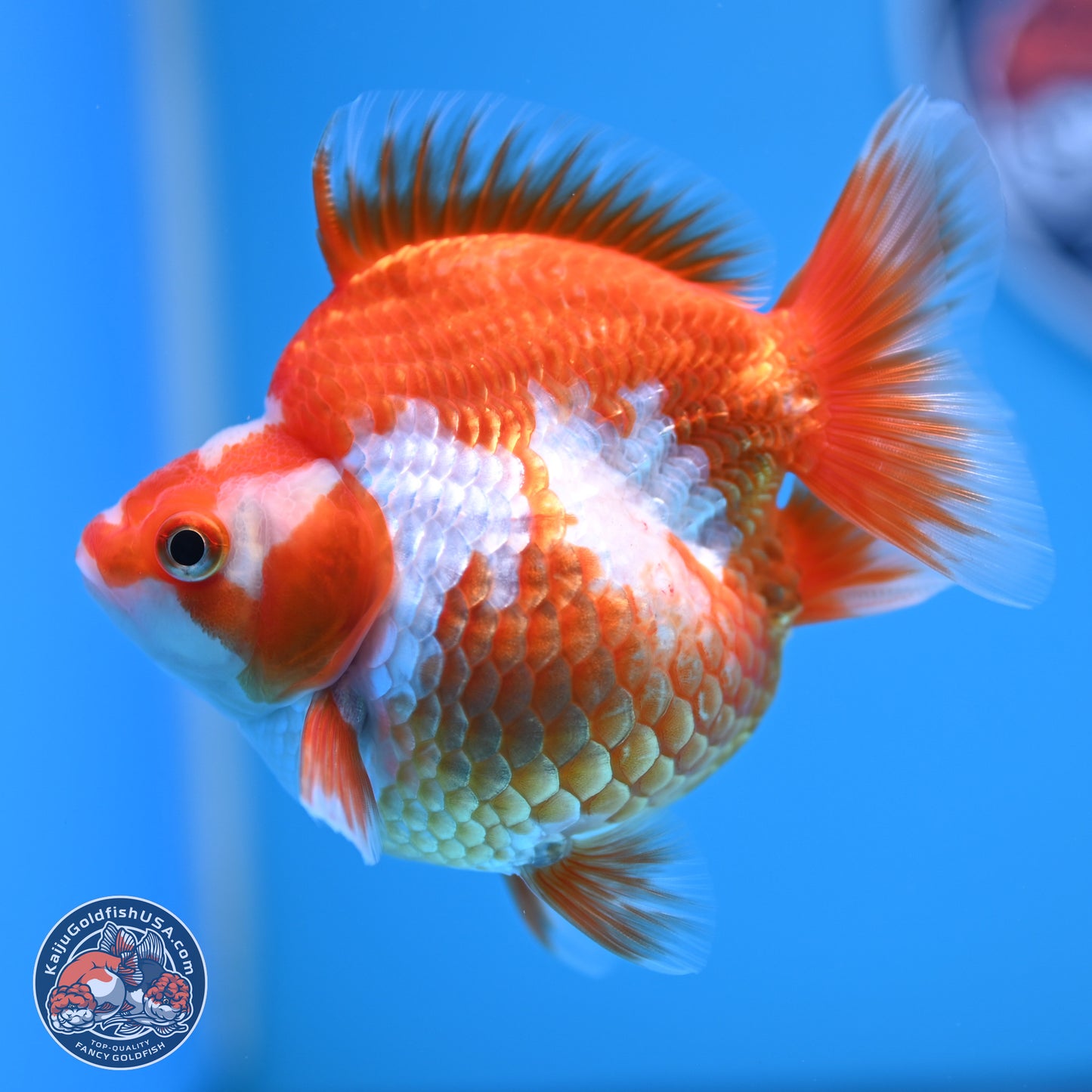 Red White Ryukin 3.5in Body (240816_RY05) - Kaiju Goldfish USA