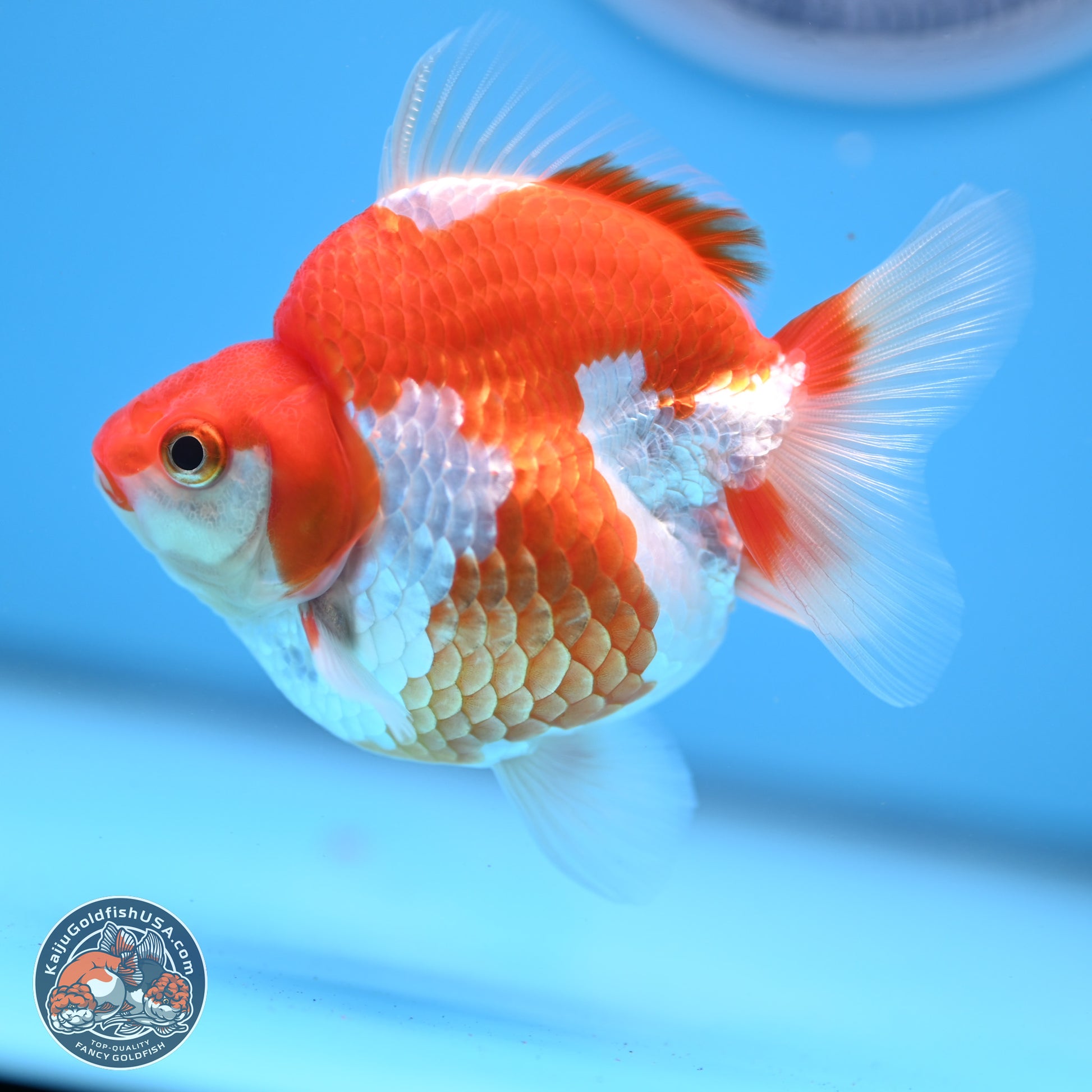 Red White Ryukin 3.5in Body (240823_RY05) - Kaiju Goldfish USA