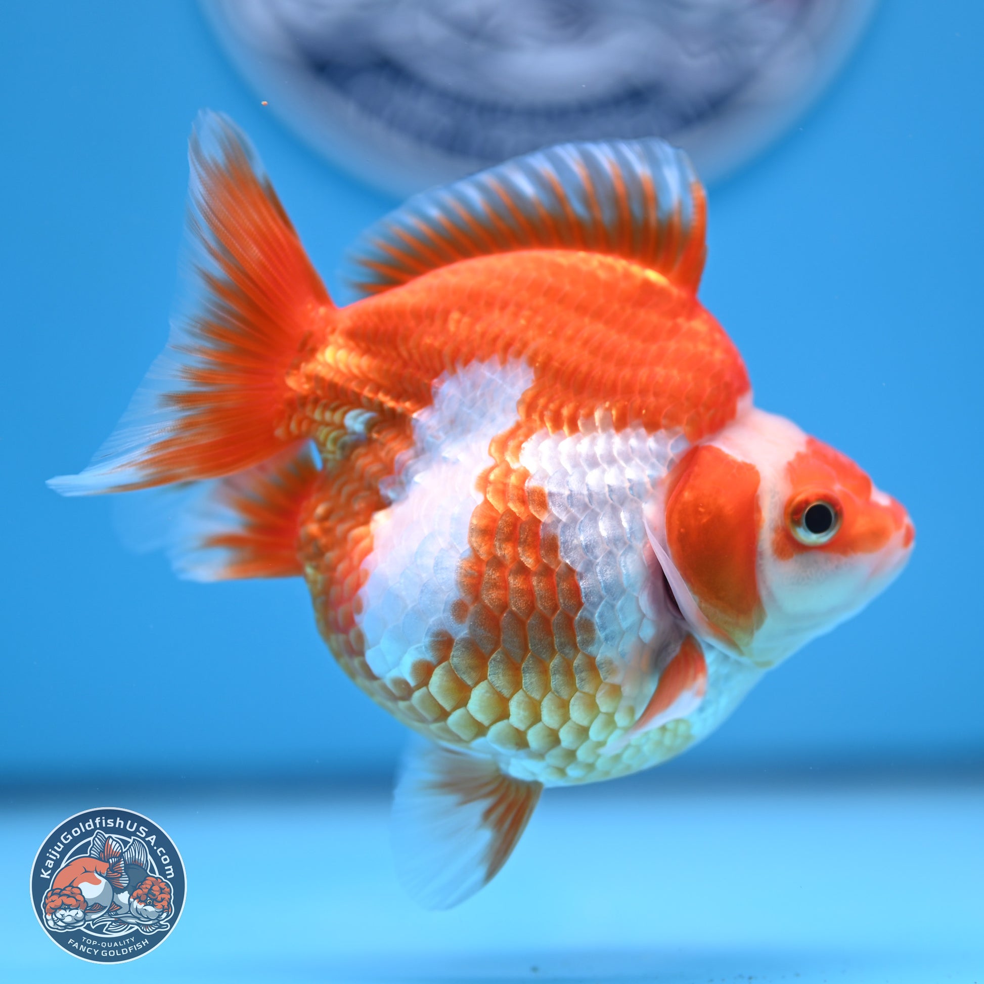 Red White Ryukin 3.5in Body (240816_RY05) - Kaiju Goldfish USA