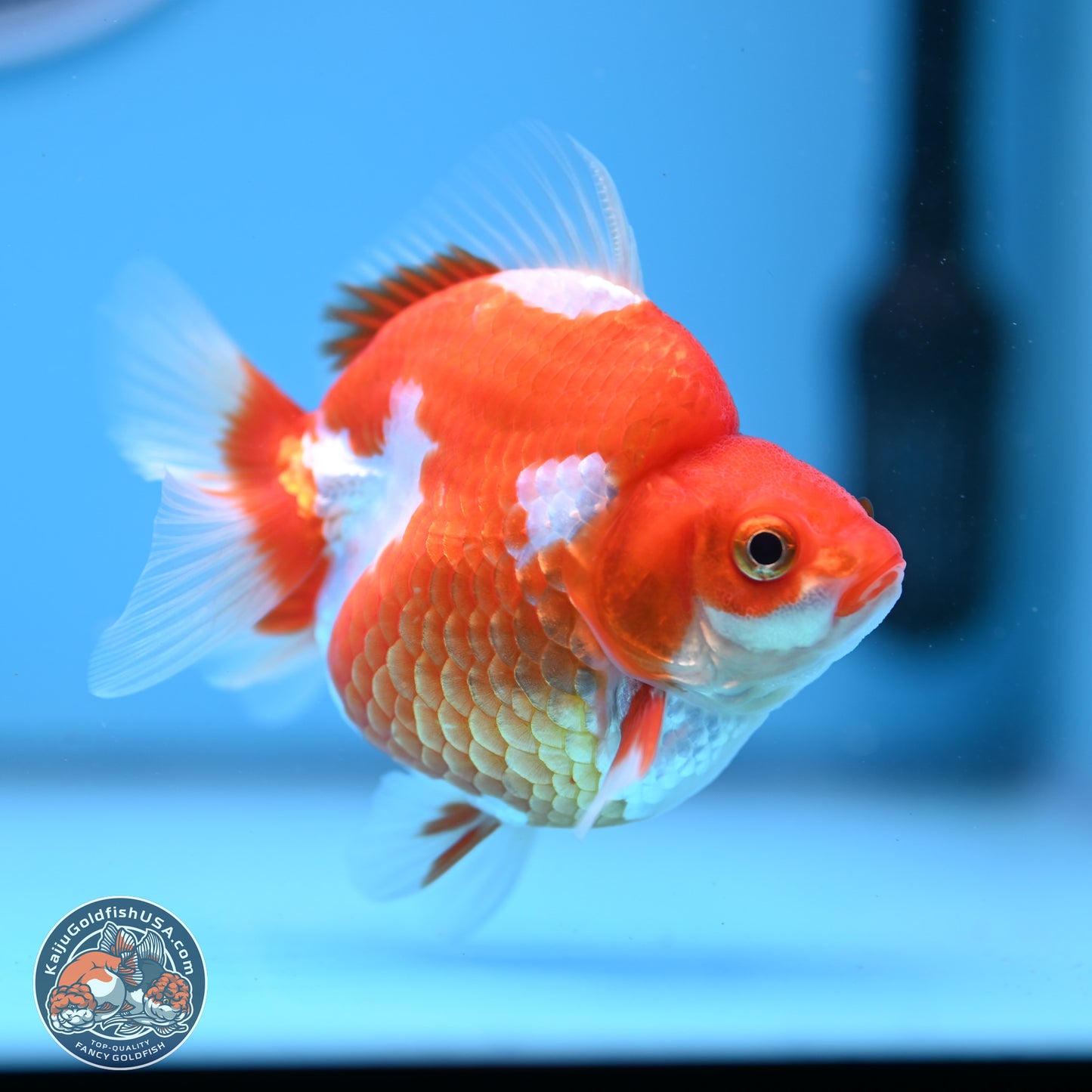 Red White Ryukin 3.5in Body (240823_RY05) - Kaiju Goldfish USA