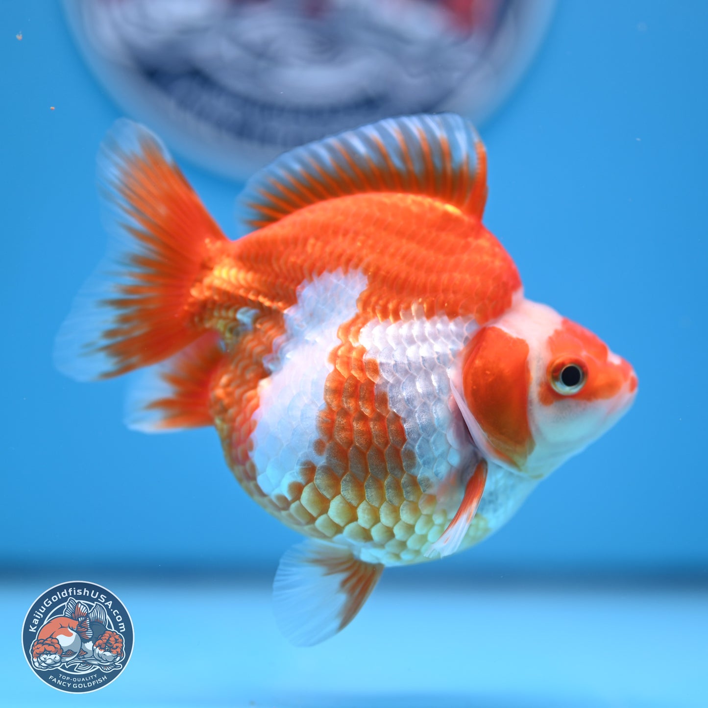 Red White Ryukin 3.5in Body (240816_RY05) - Kaiju Goldfish USA