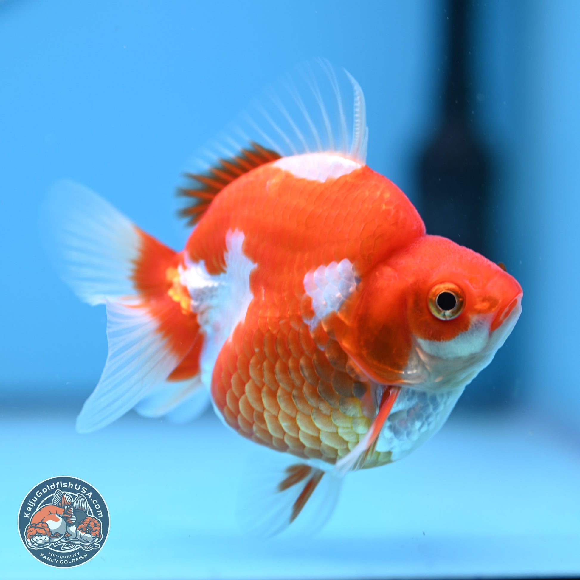 Red White Ryukin 3.5in Body (240823_RY05) - Kaiju Goldfish USA