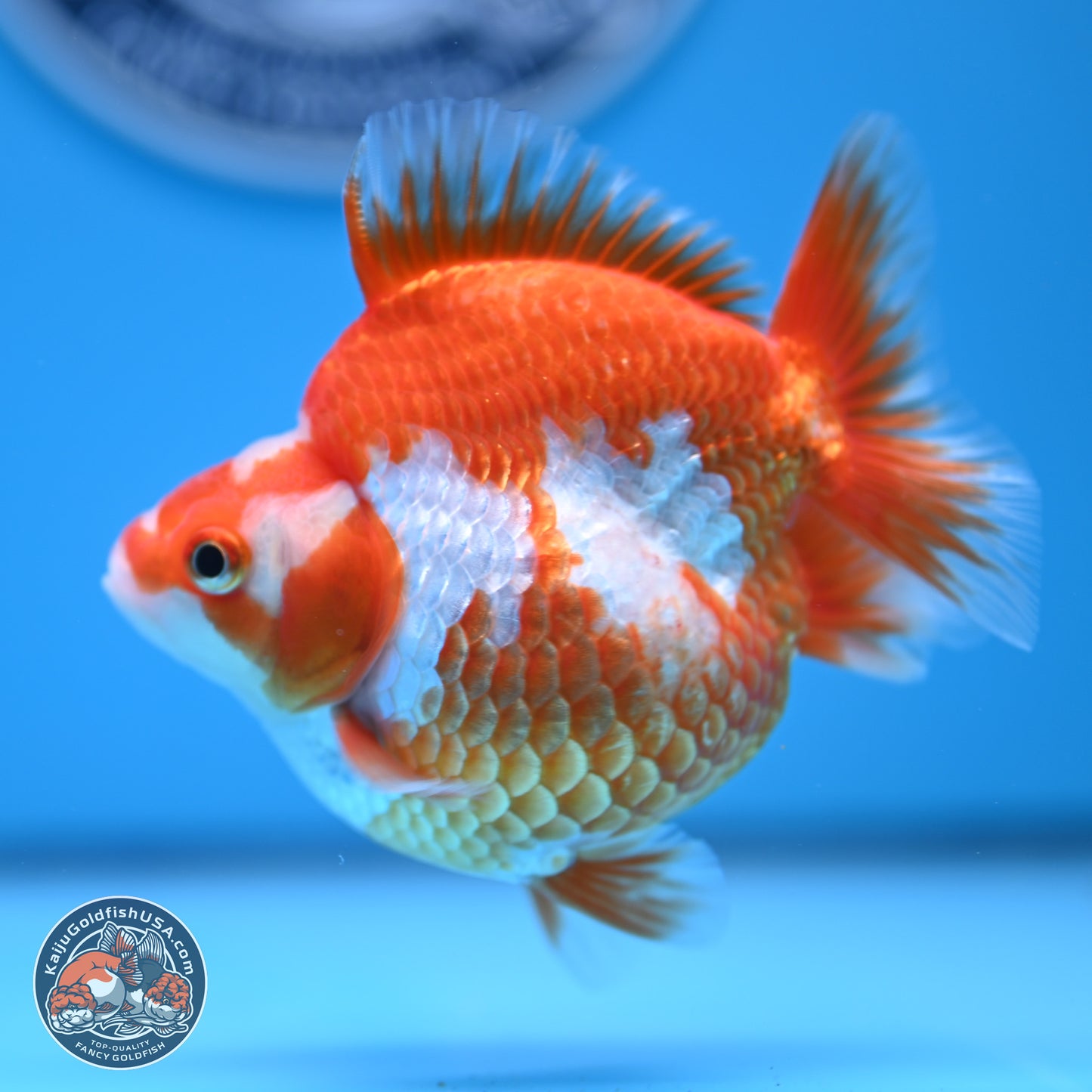 Red White Ryukin 3.5in Body (240816_RY05) - Kaiju Goldfish USA