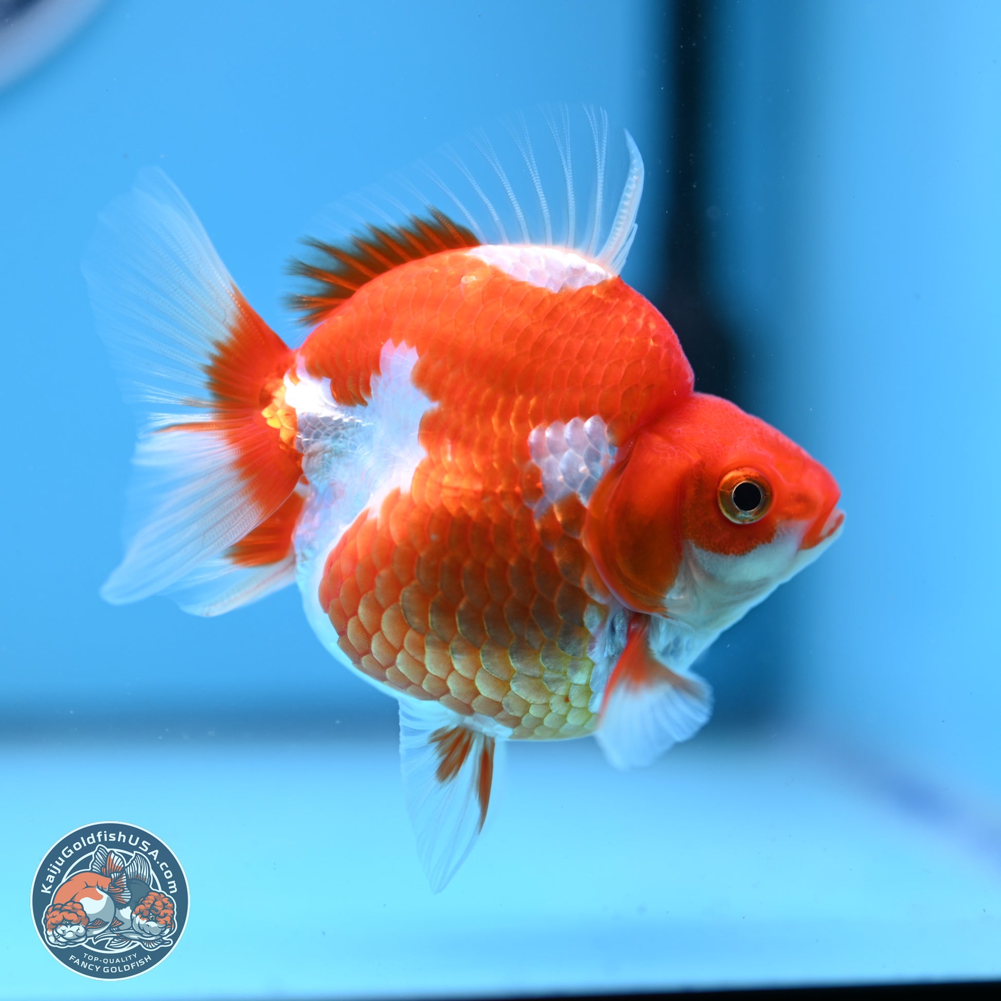 Red White Ryukin 3.5in Body (240823_RY05) - Kaiju Goldfish USA