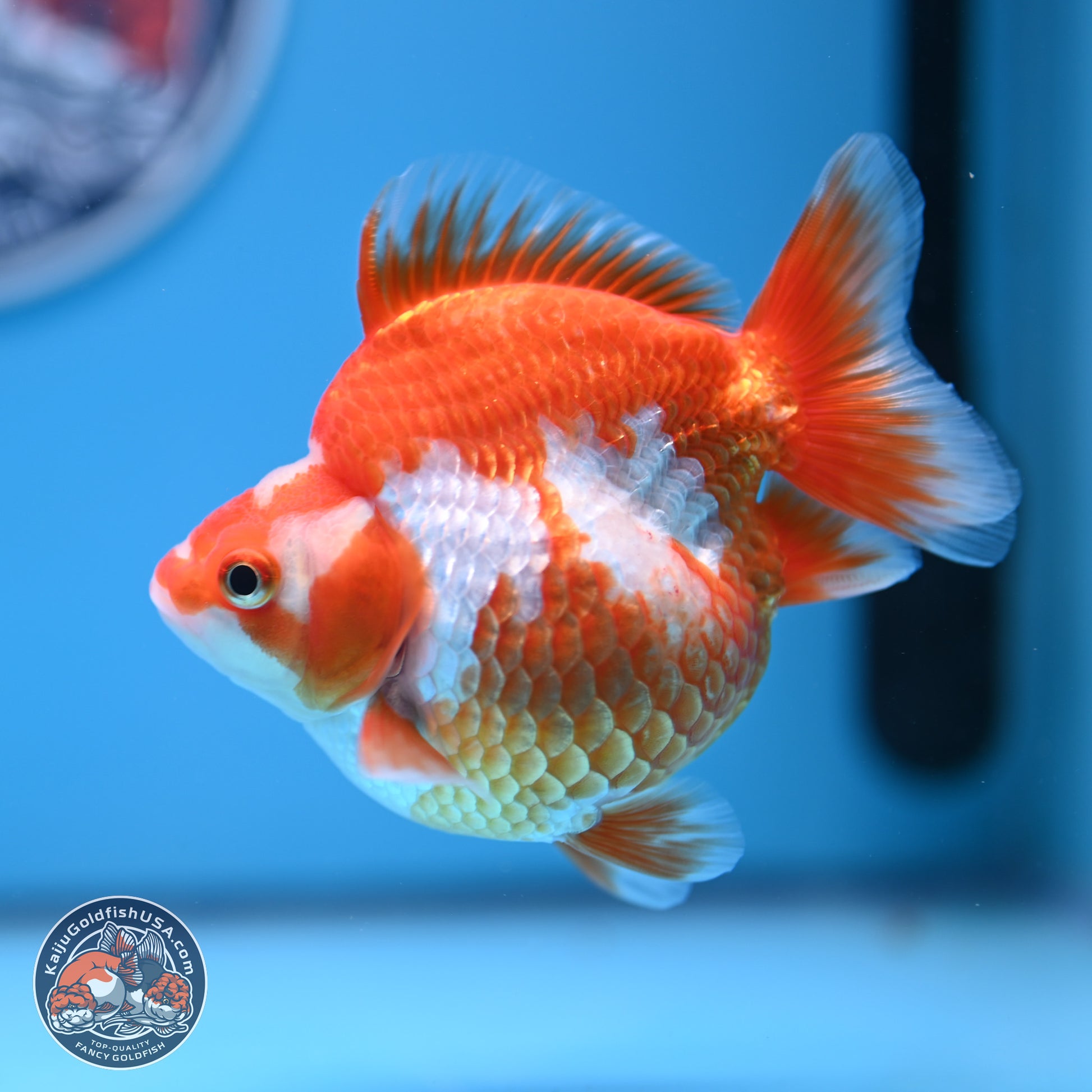 Red White Ryukin 3.5in Body (240816_RY05) - Kaiju Goldfish USA