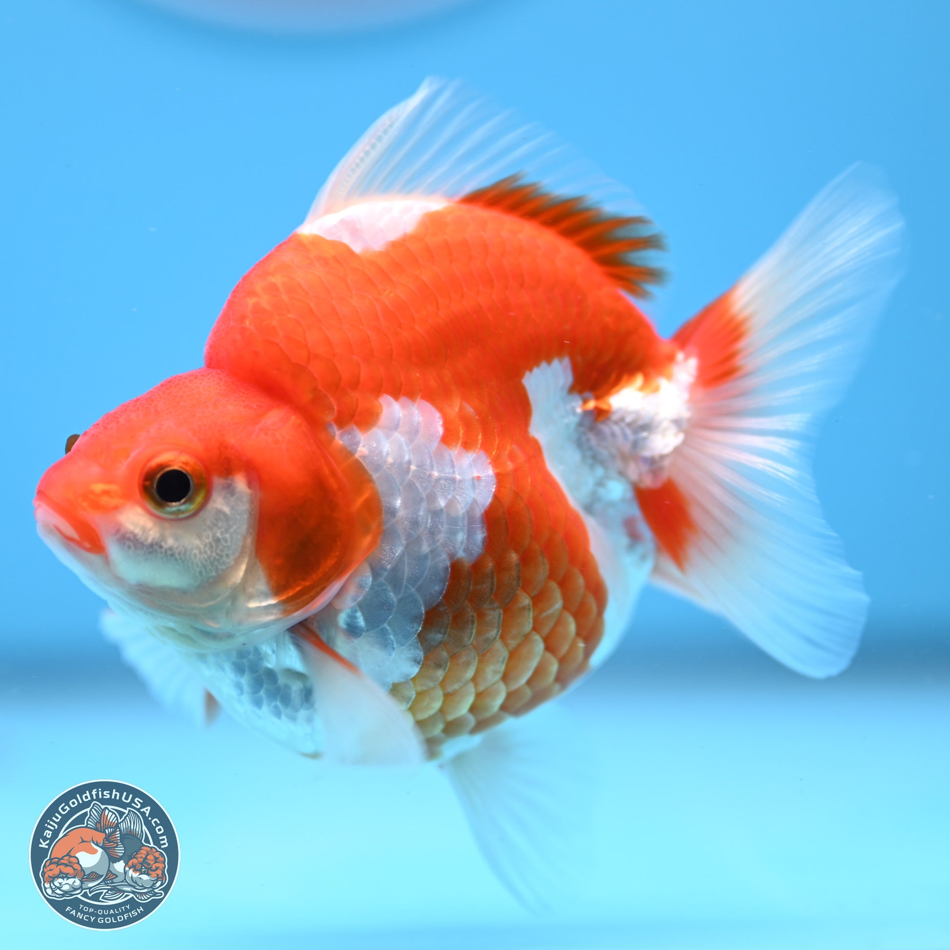 Red White Ryukin 3.5in Body (240823_RY05) - Kaiju Goldfish USA