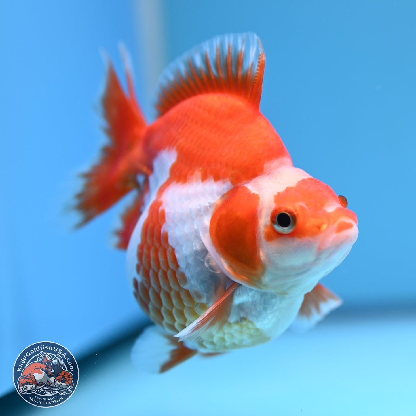 Red White Ryukin 3.5in Body (240816_RY05) - Kaiju Goldfish USA