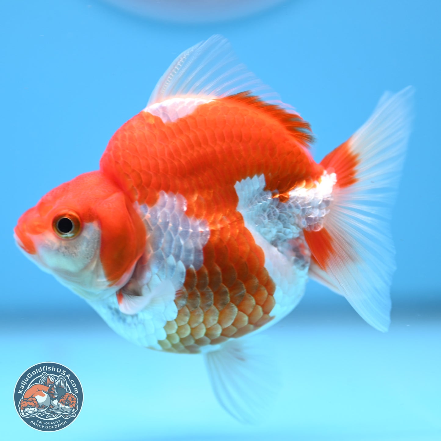 Red White Ryukin 3.5in Body (240823_RY05) - Kaiju Goldfish USA