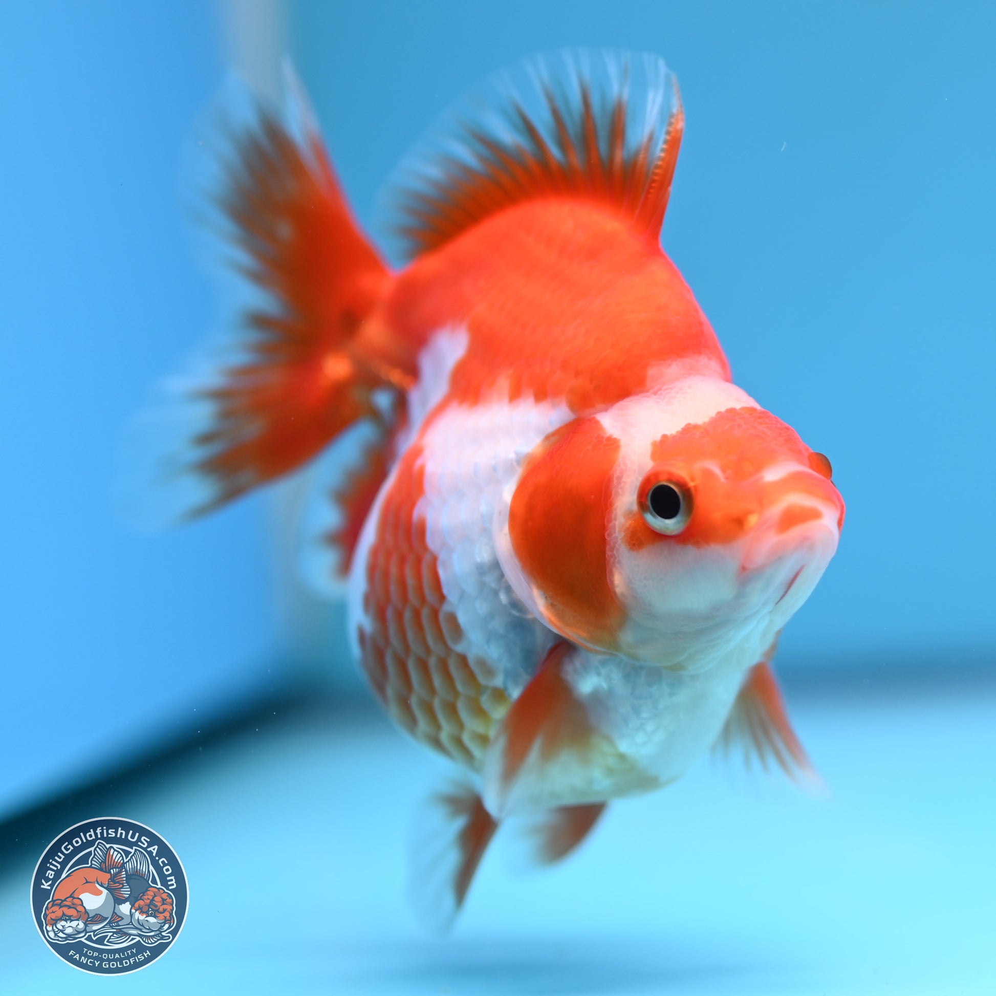 Red White Ryukin 3.5in Body (240816_RY05) - Kaiju Goldfish USA