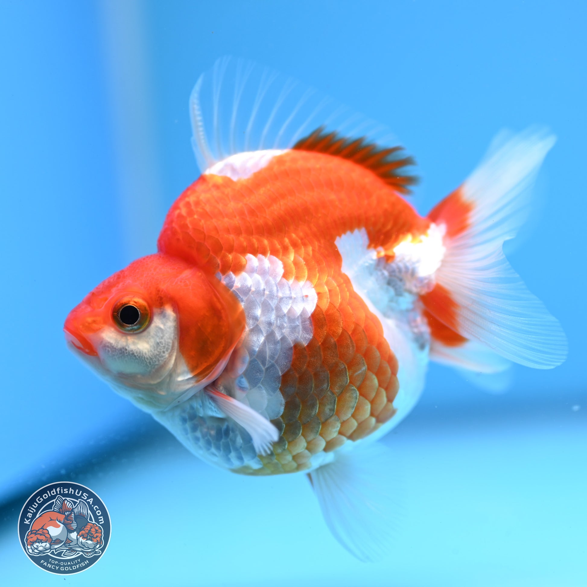 Red White Ryukin 3.5in Body (240823_RY05) - Kaiju Goldfish USA