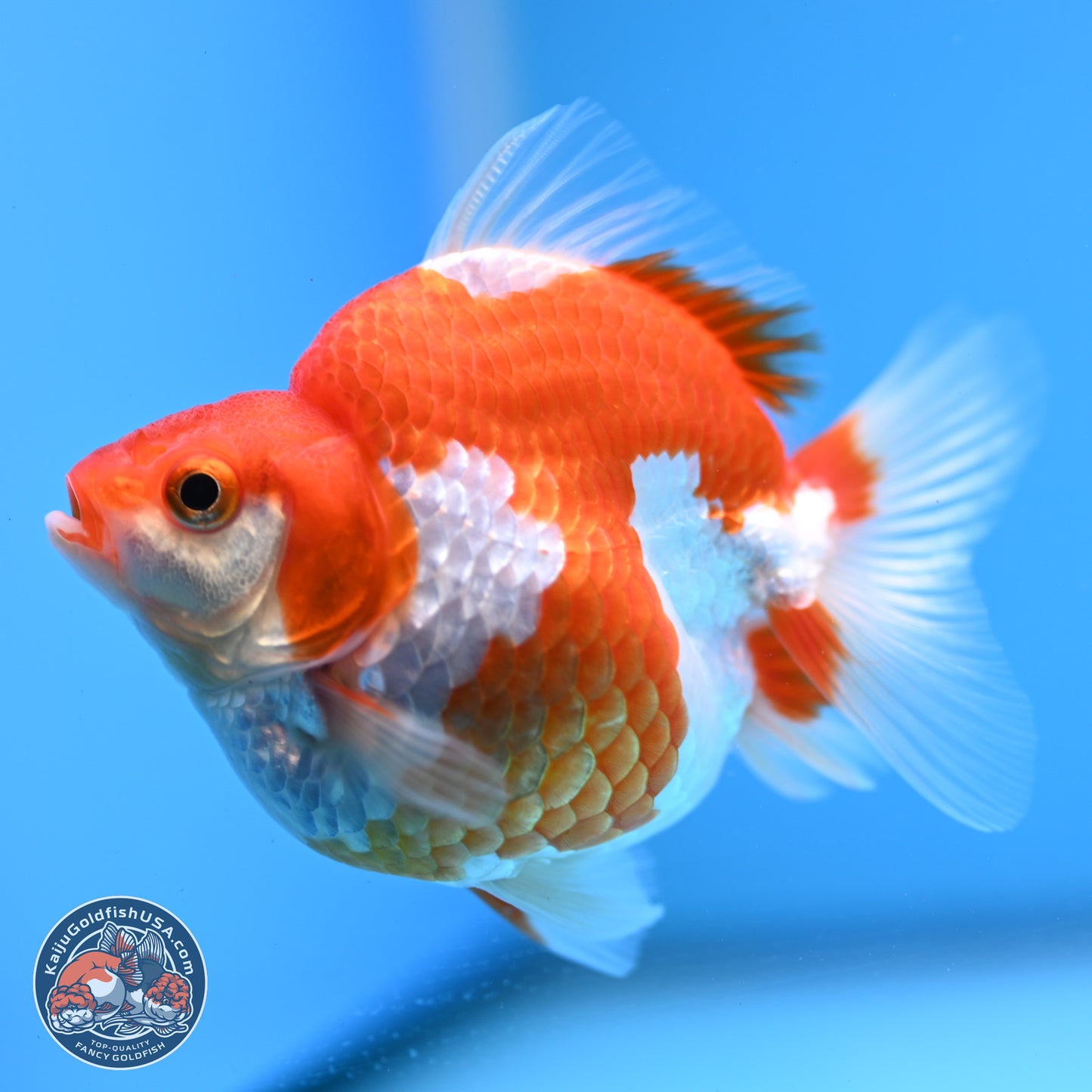 Red White Ryukin 3.5in Body (240823_RY05) - Kaiju Goldfish USA