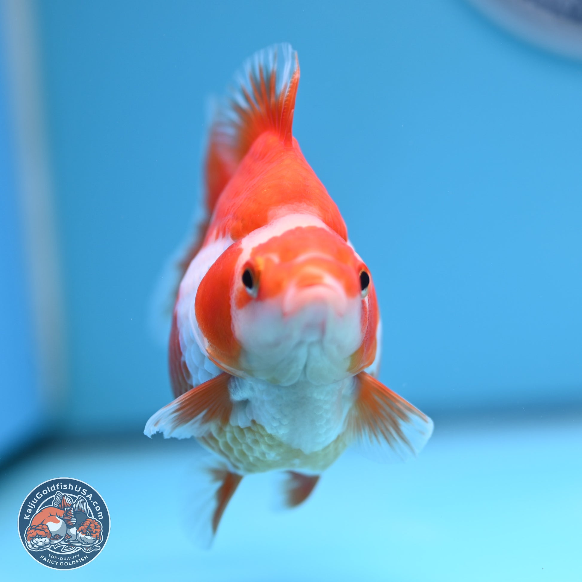 Red White Ryukin 3.5in Body (240816_RY05) - Kaiju Goldfish USA