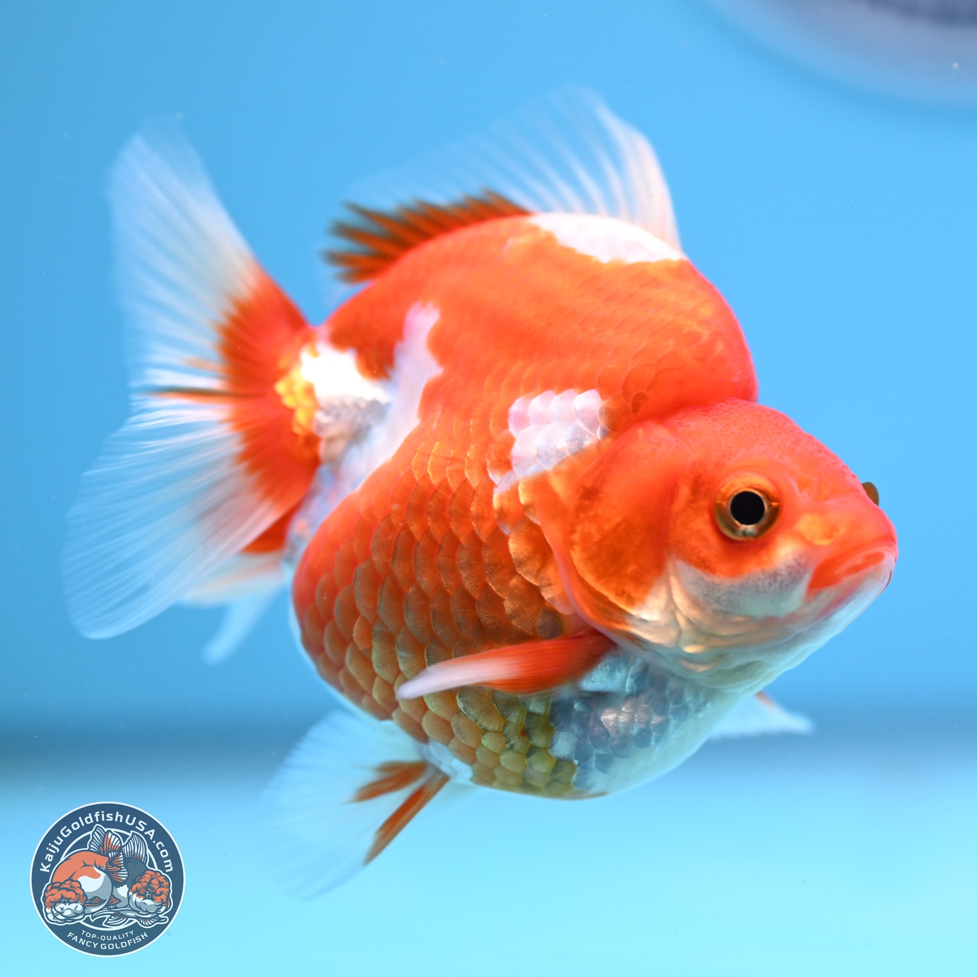 Red White Ryukin 3.5in Body (240823_RY05) - Kaiju Goldfish USA