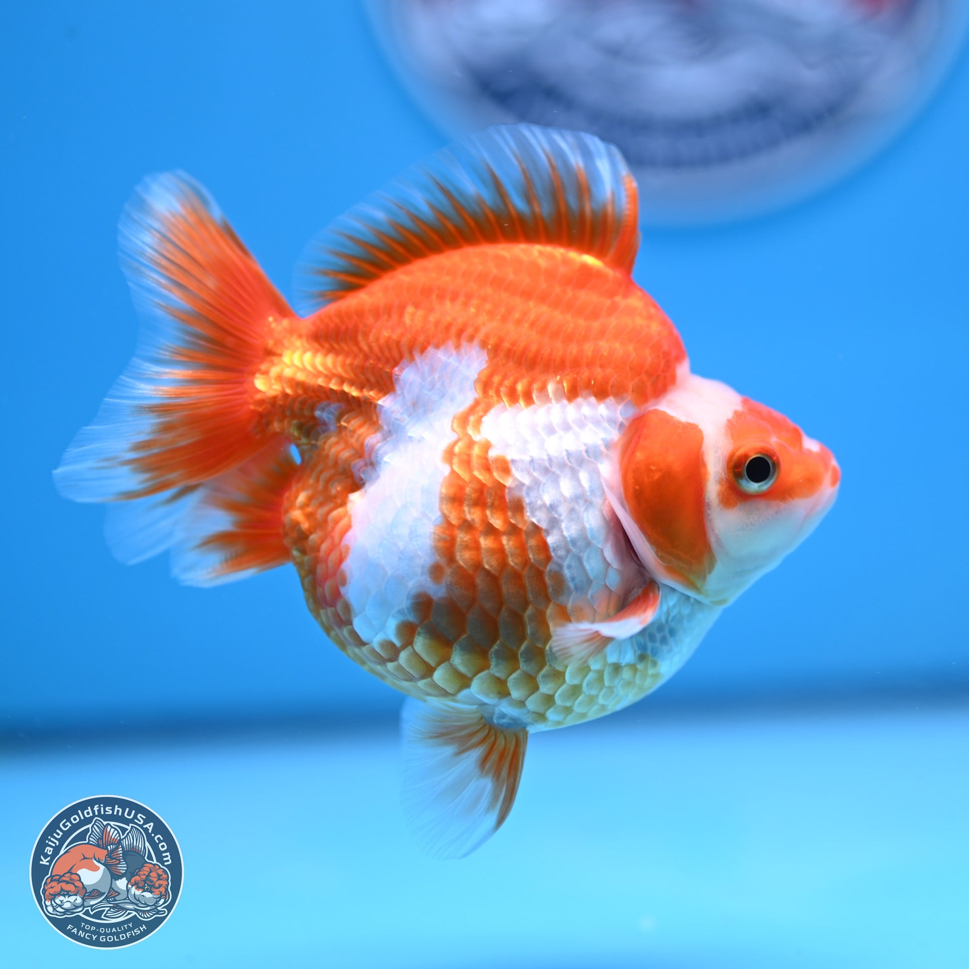 Red White Ryukin 3.5in Body (240816_RY05) - Kaiju Goldfish USA