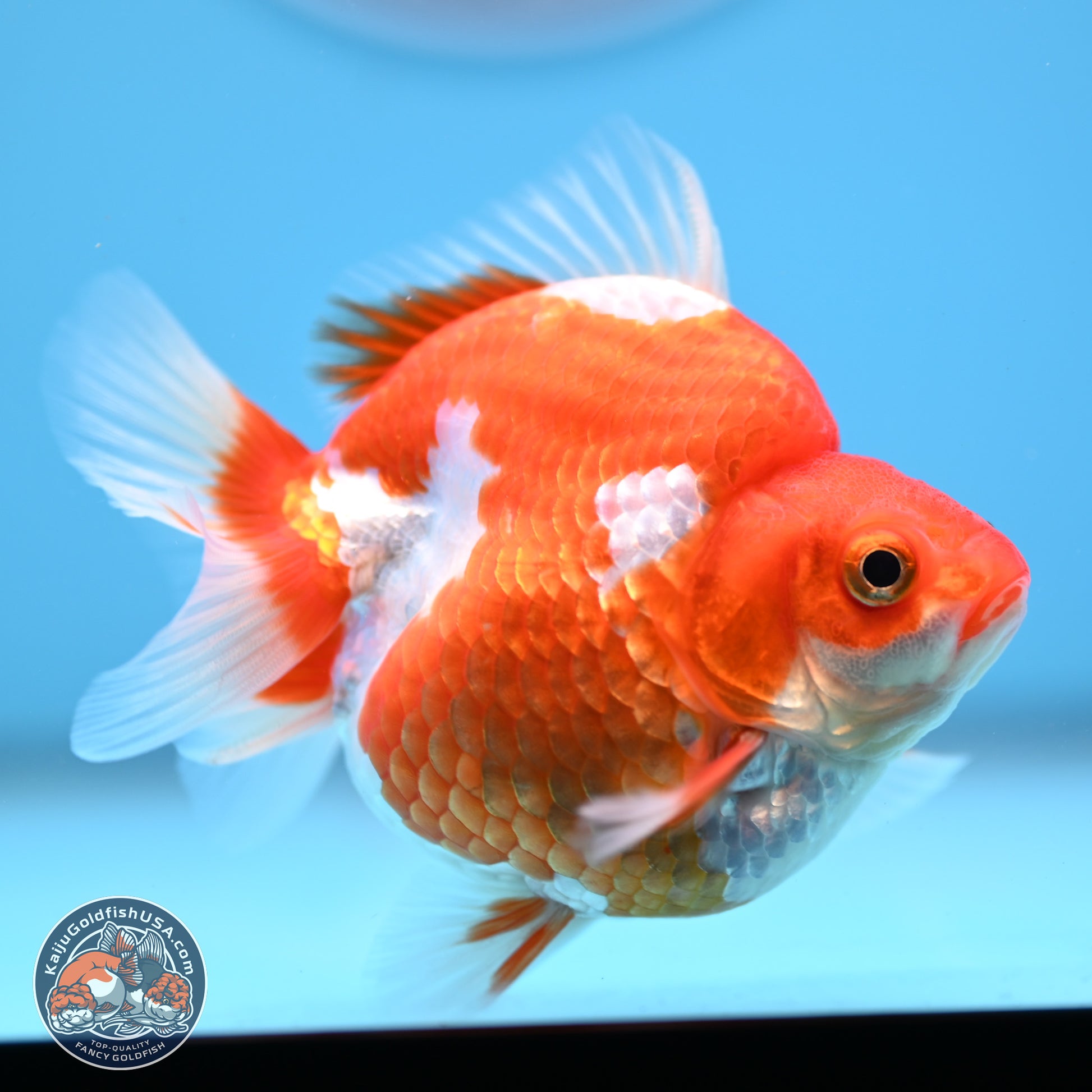 Red White Ryukin 3.5in Body (240823_RY05) - Kaiju Goldfish USA