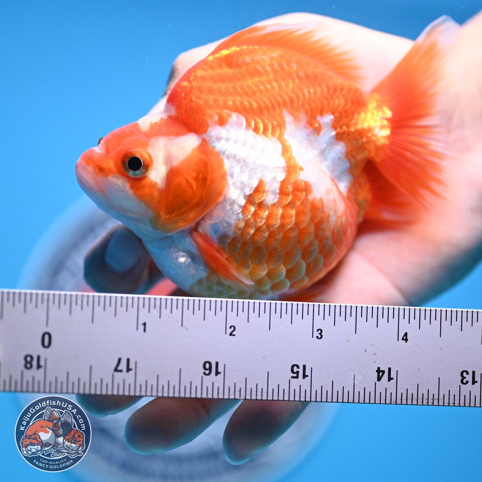 Red White Ryukin 3.5in Body (240816_RY05) - Kaiju Goldfish USA