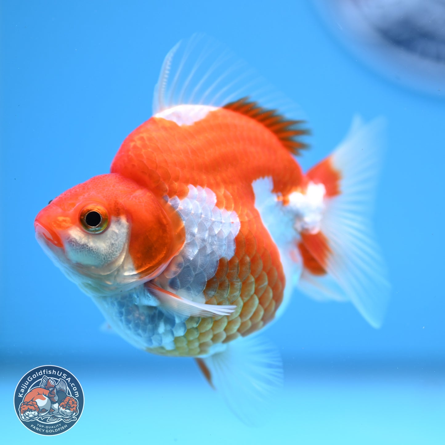 Red White Ryukin 3.5in Body (240823_RY05) - Kaiju Goldfish USA