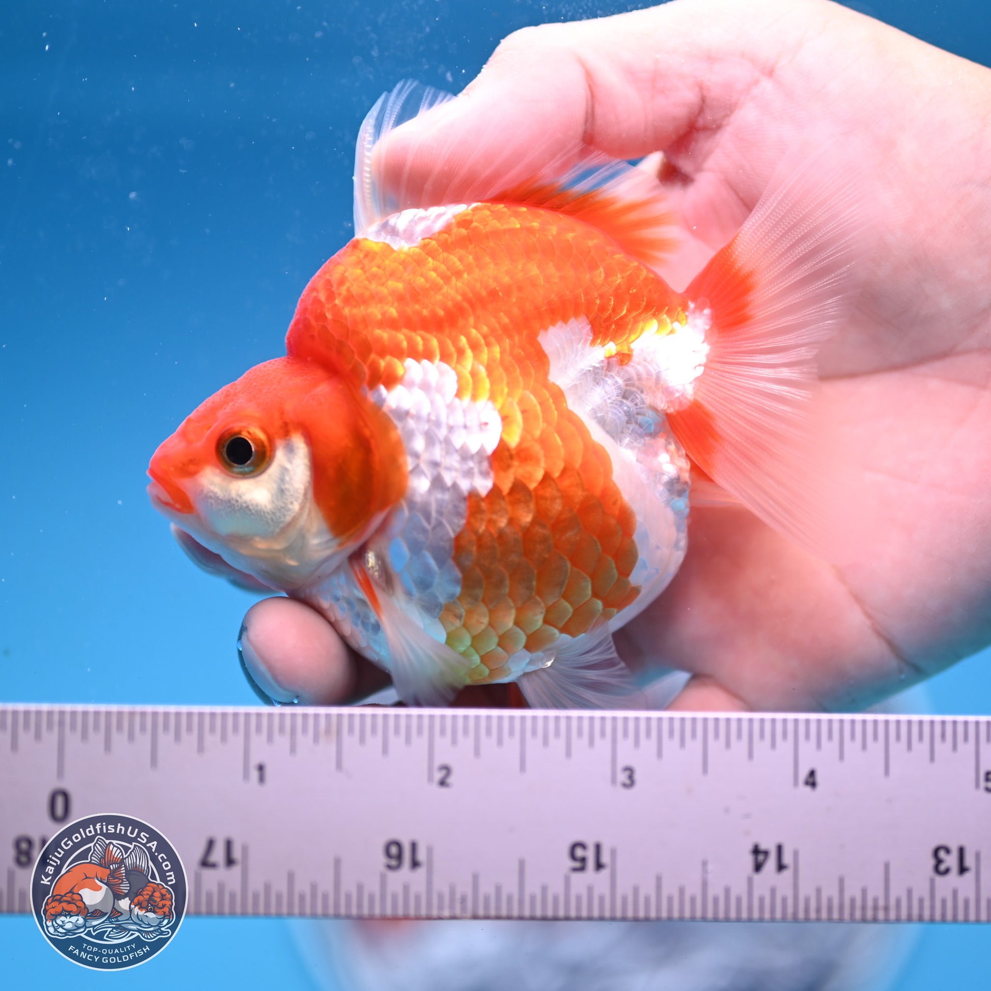 Red White Ryukin 3.5in Body (240823_RY05) - Kaiju Goldfish USA