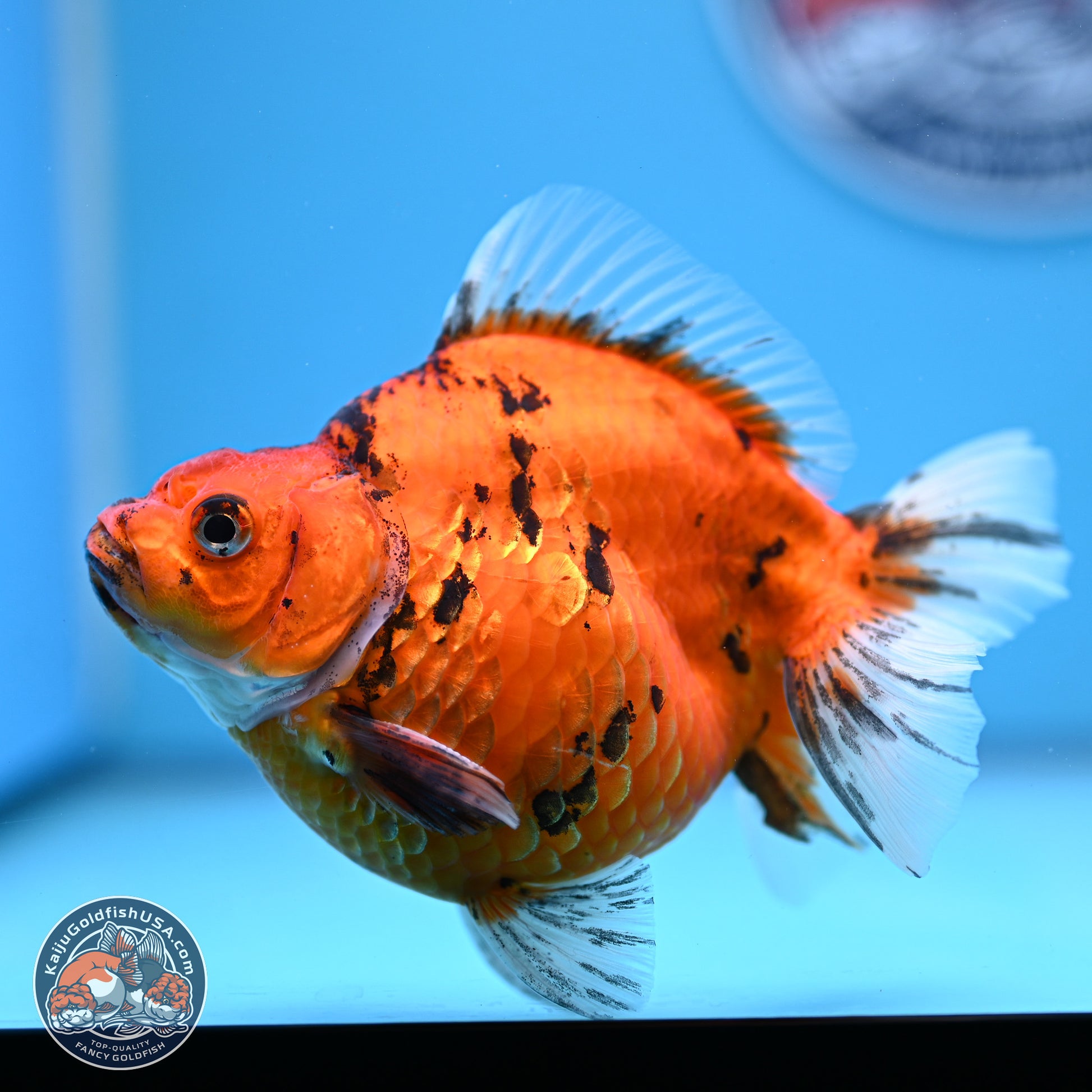 Tiger Ryukin 4-5 inches (240920_RY05) - Kaiju Goldfish USA