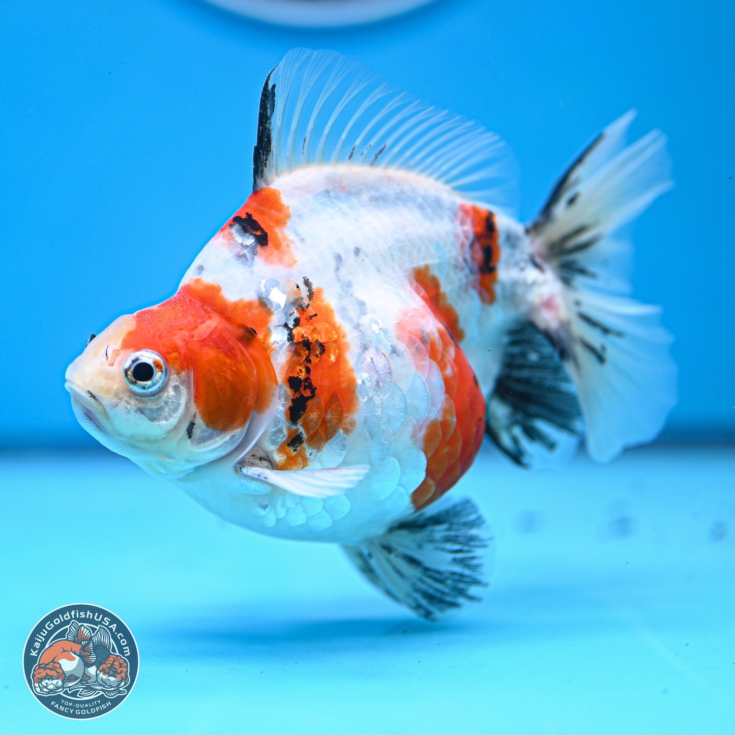 Tricolor Sakura Ryukin 4-5 inches (240927_RY05) - Kaiju Goldfish USA