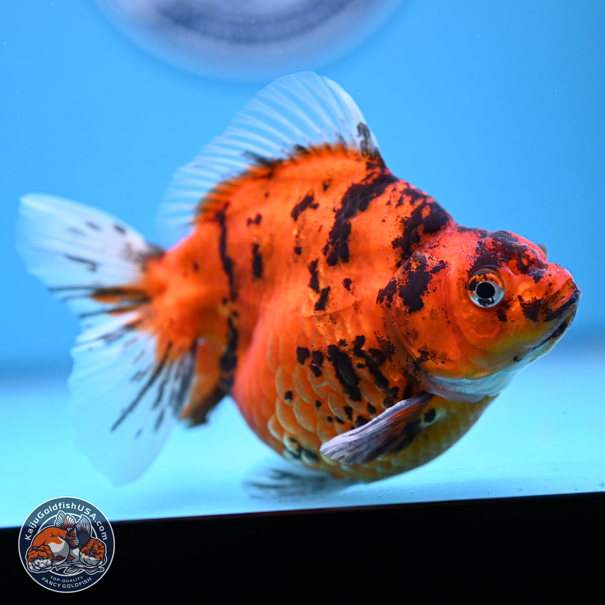 Tiger Ryukin 4-5 inches (240920_RY05) - Kaiju Goldfish USA