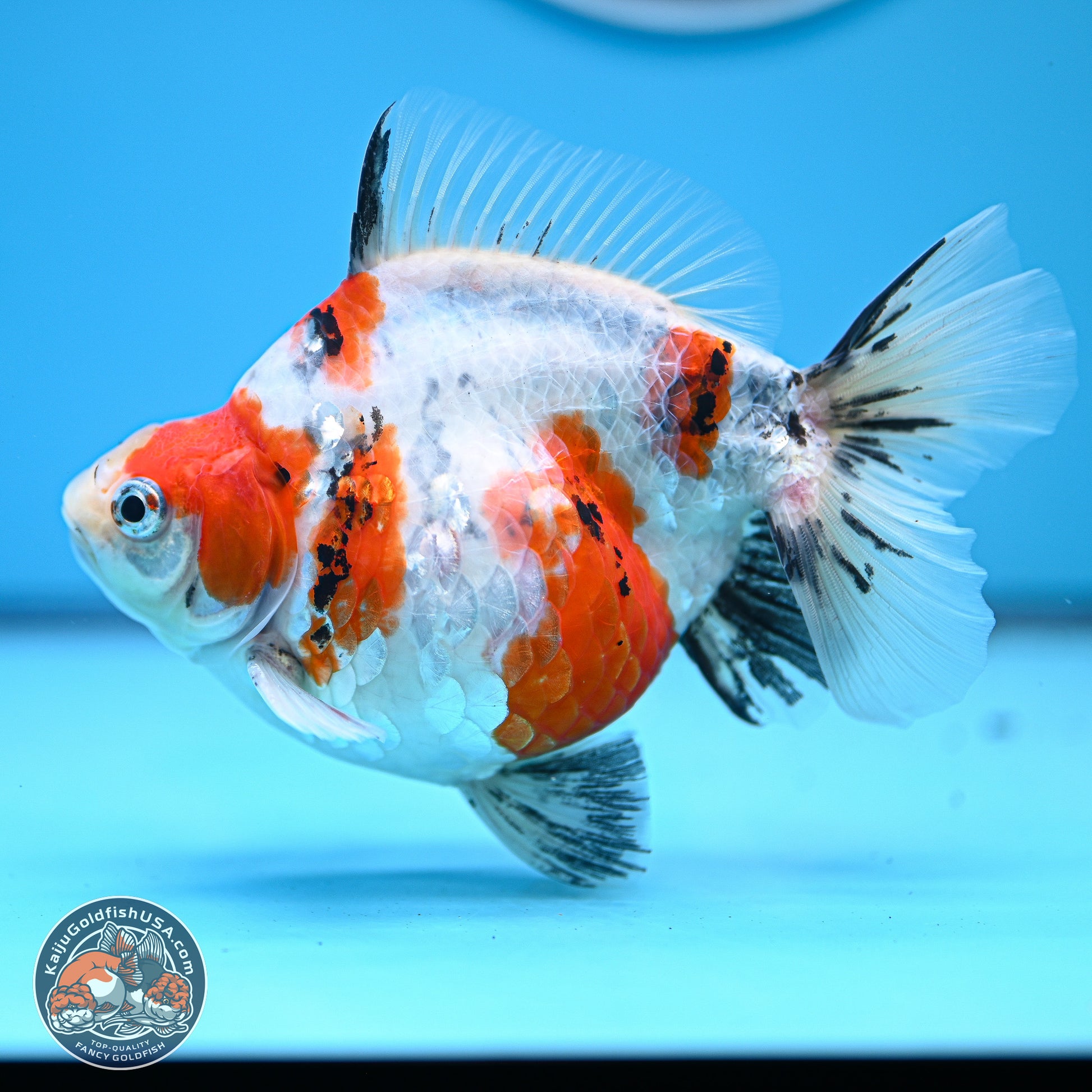 Tricolor Sakura Ryukin 4-5 inches (240927_RY05) - Kaiju Goldfish USA