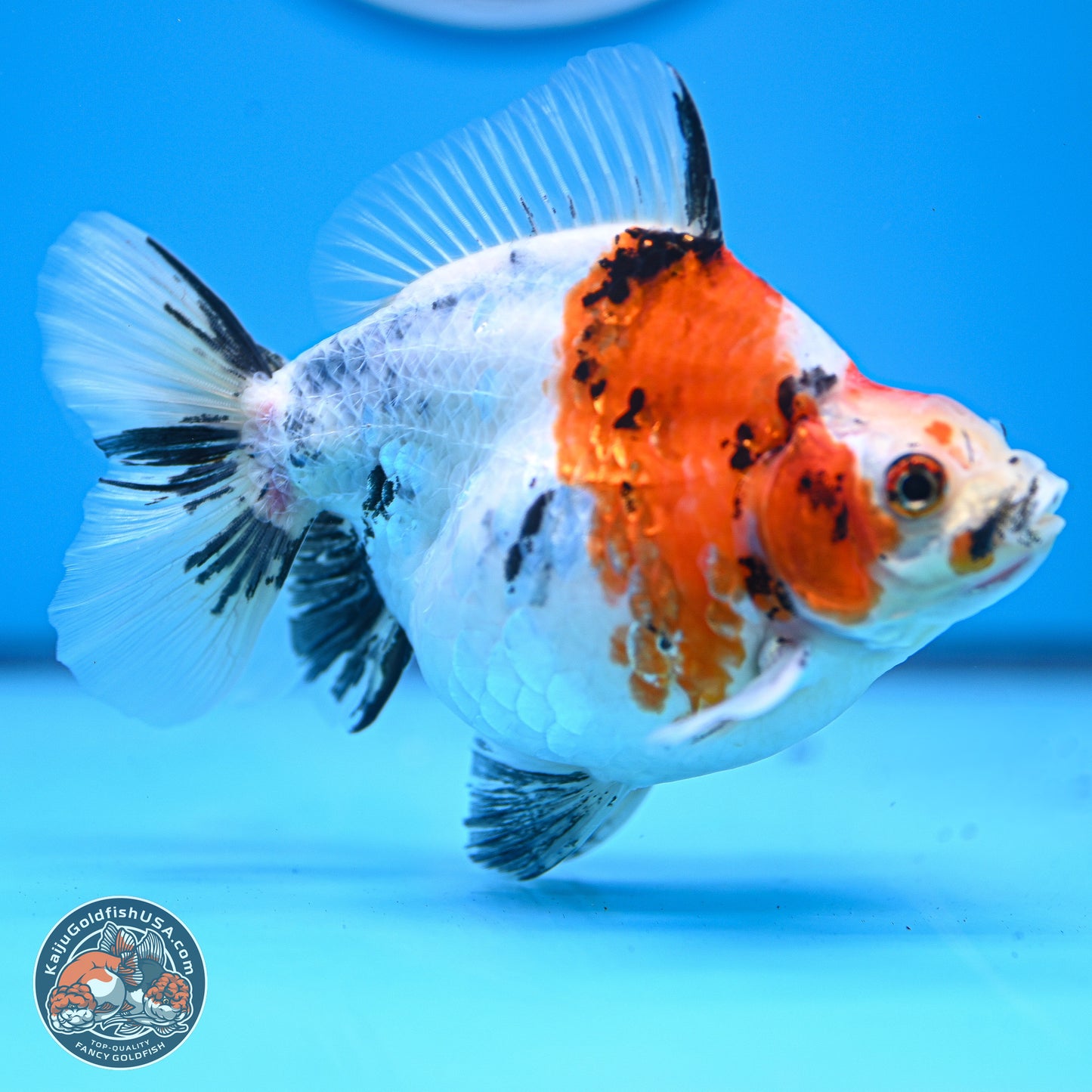 Tricolor Sakura Ryukin 4-5 inches (240927_RY05) - Kaiju Goldfish USA