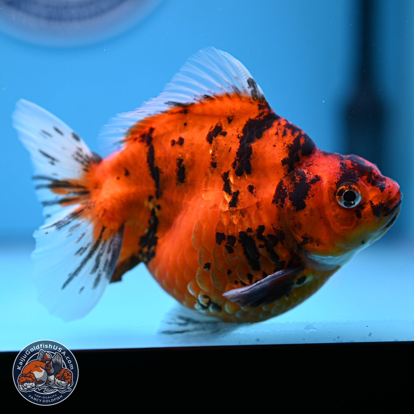 Tiger Ryukin 4-5 inches (240920_RY05) - Kaiju Goldfish USA