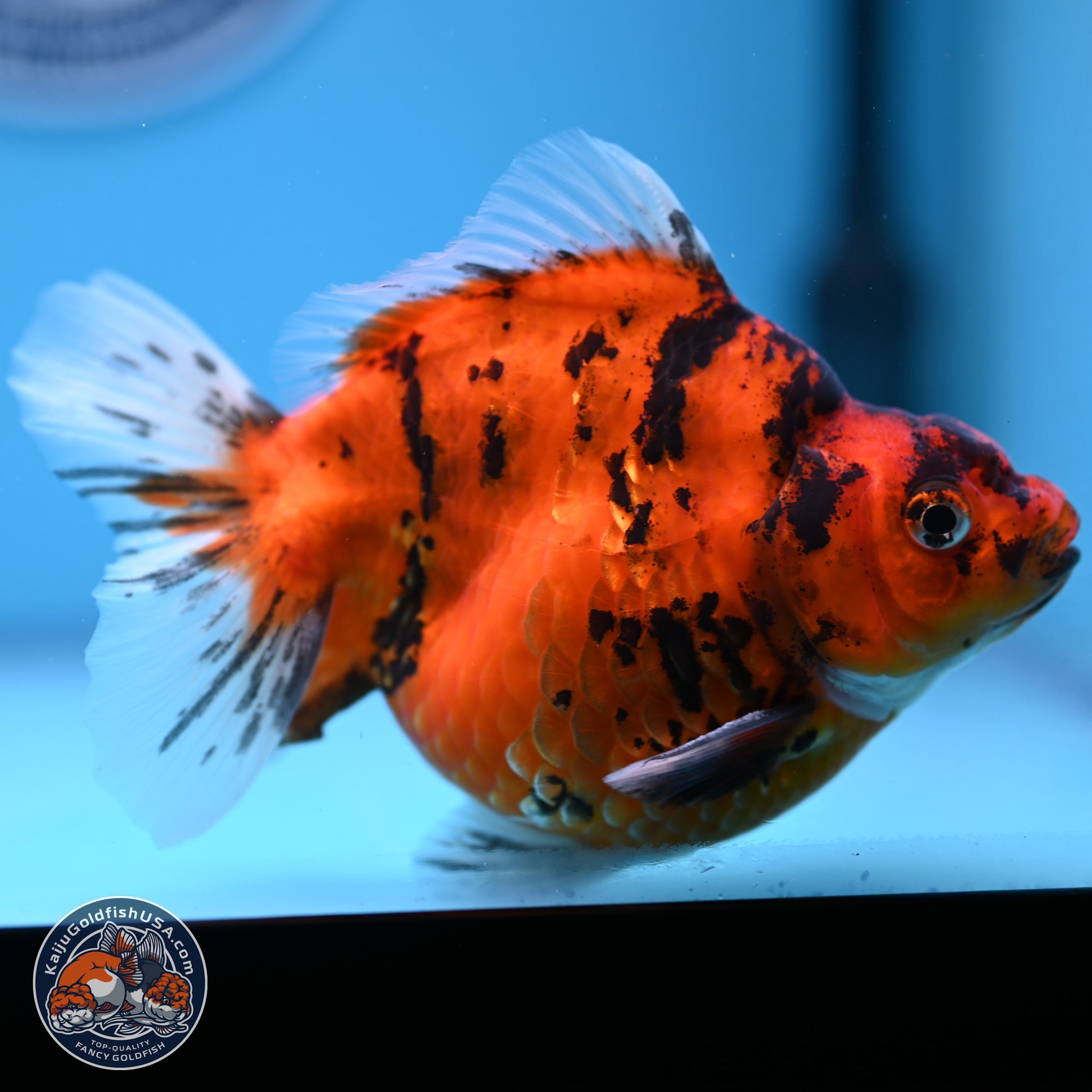 Tiger Ryukin 4-5 inches (240920_RY05) - Kaiju Goldfish USA