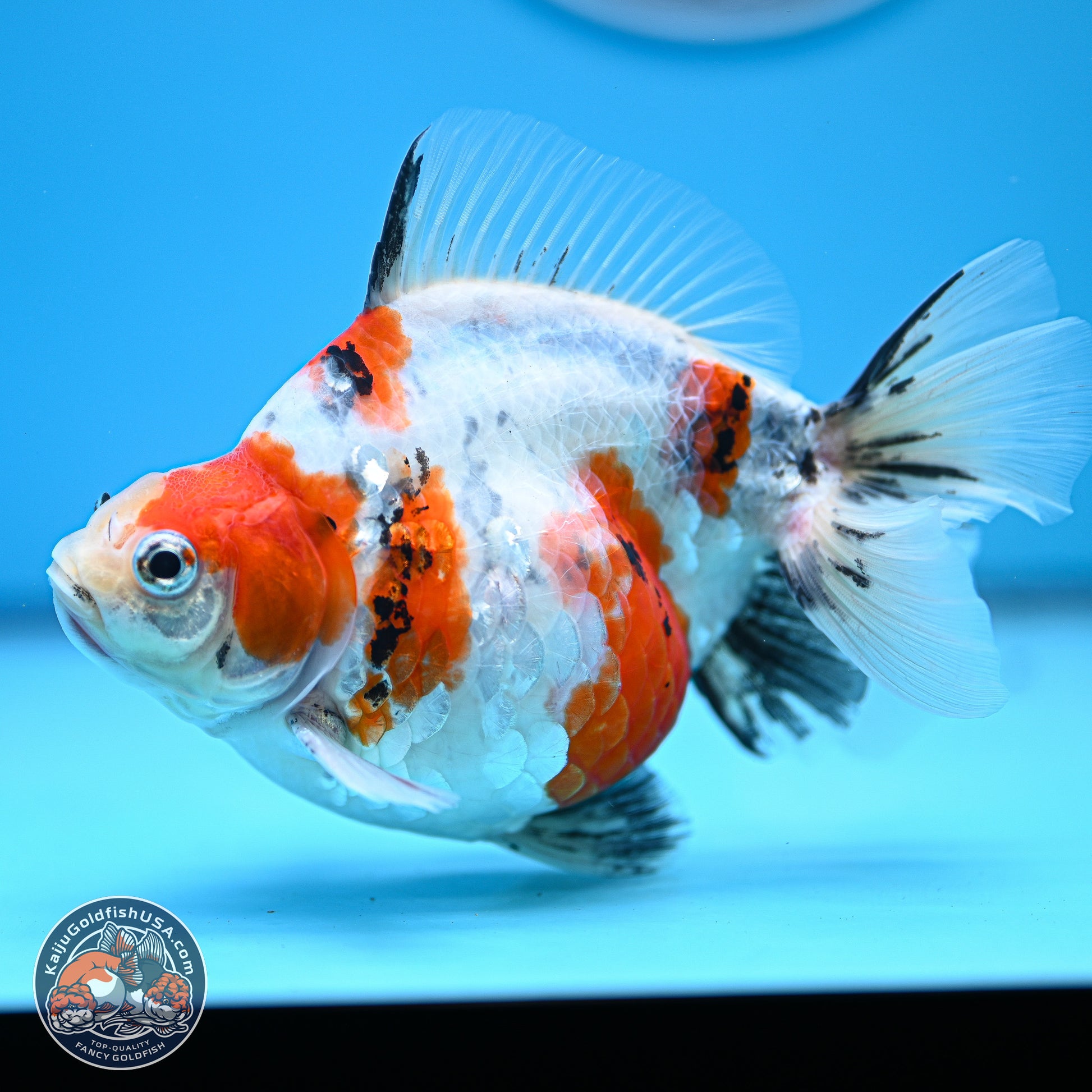 Tricolor Sakura Ryukin 4-5 inches (240927_RY05) - Kaiju Goldfish USA