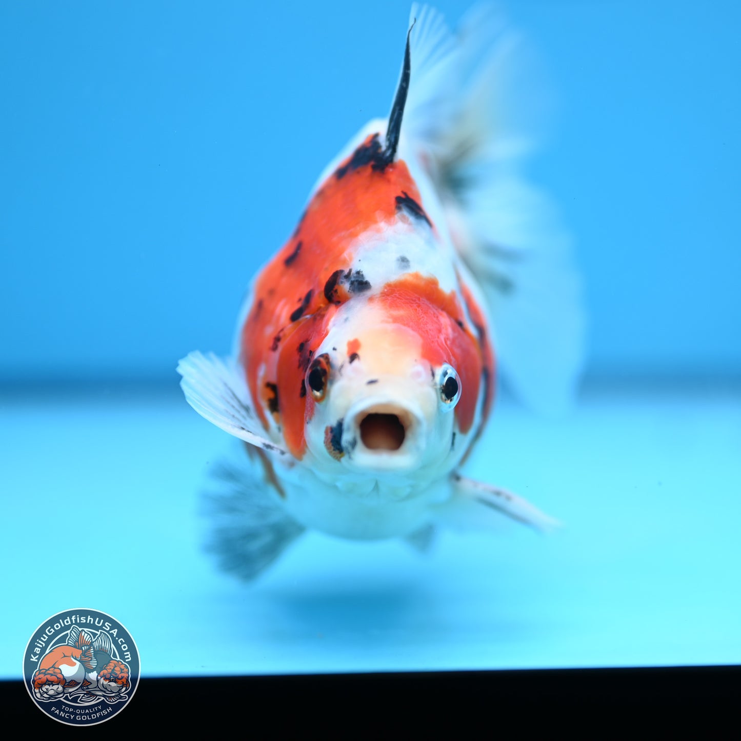 Tricolor Sakura Ryukin 4-5 inches (240927_RY05) - Kaiju Goldfish USA