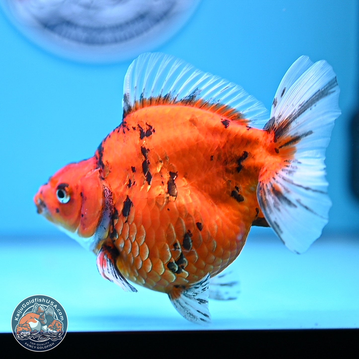 Tiger Ryukin 4-5 inches (240920_RY05) - Kaiju Goldfish USA