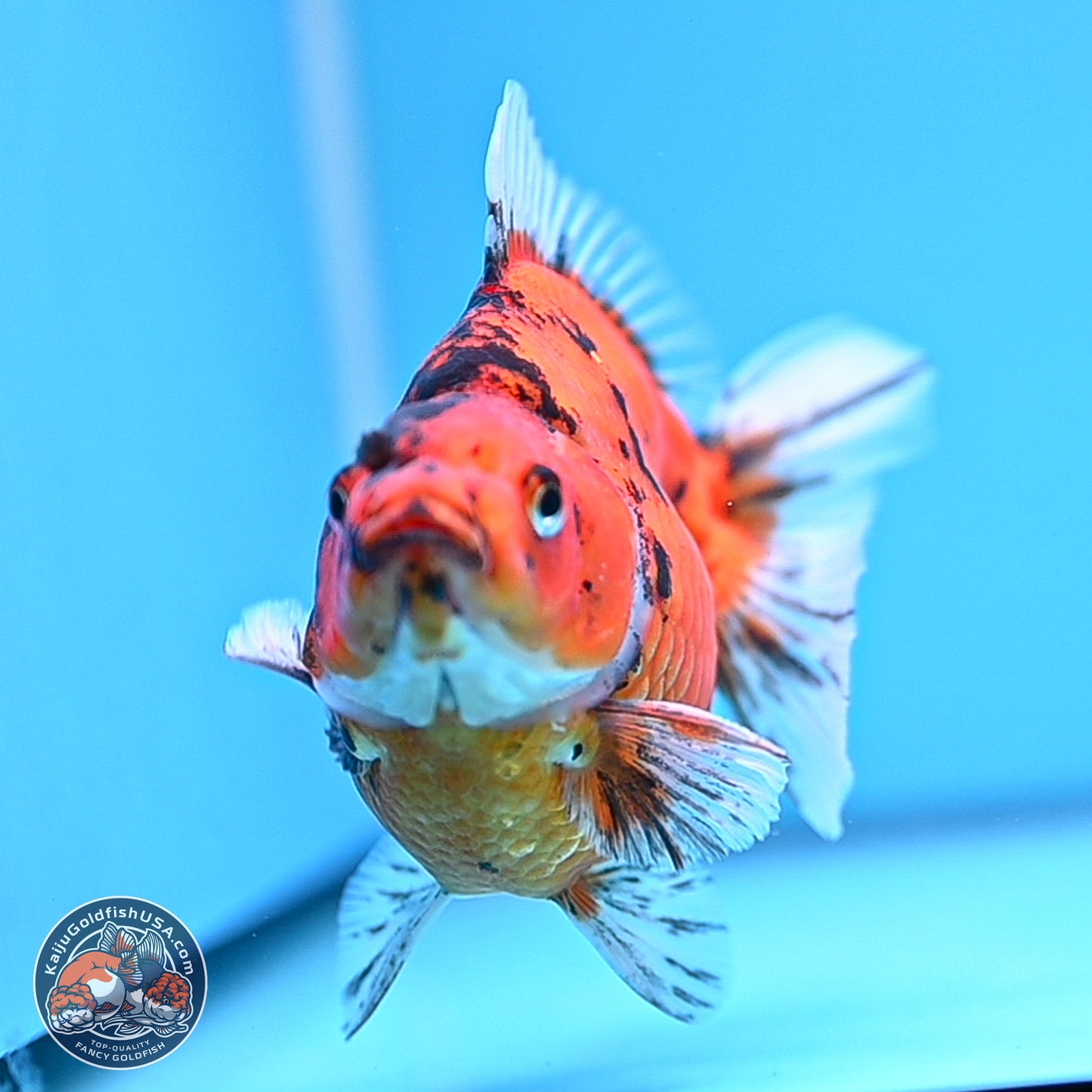 Tiger Ryukin 4-5 inches (240920_RY05) - Kaiju Goldfish USA